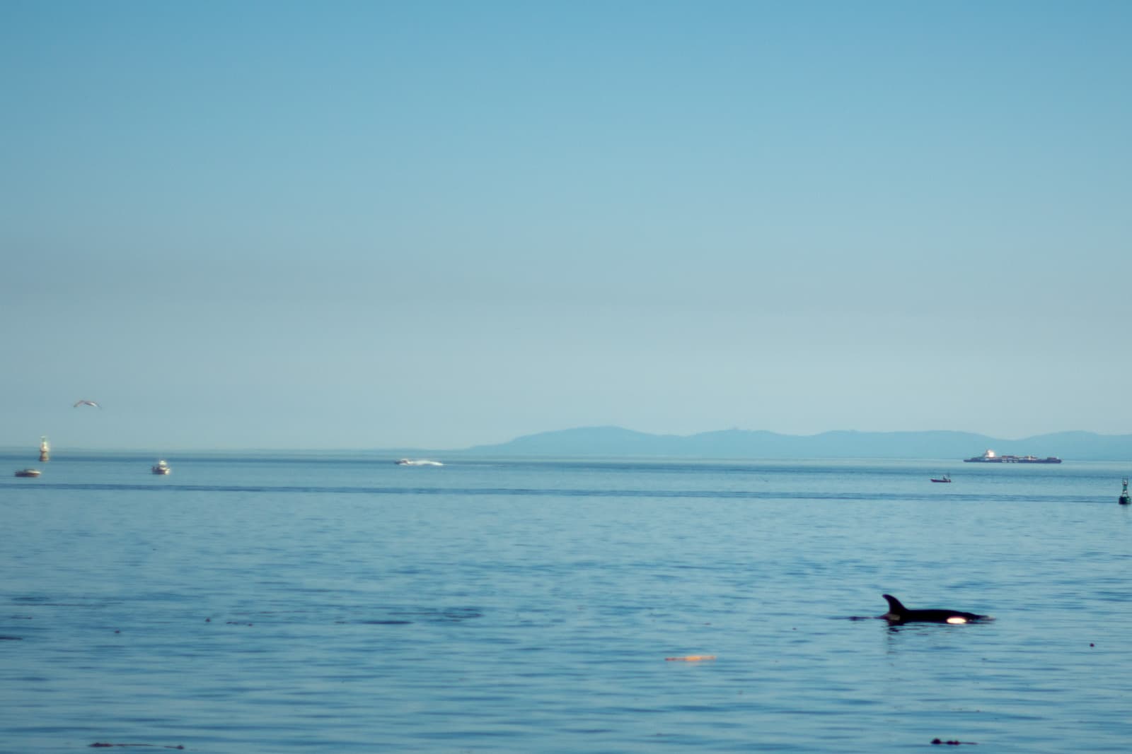 orca