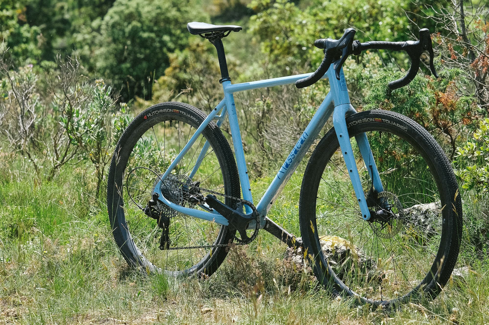 A blue Paula in the field.