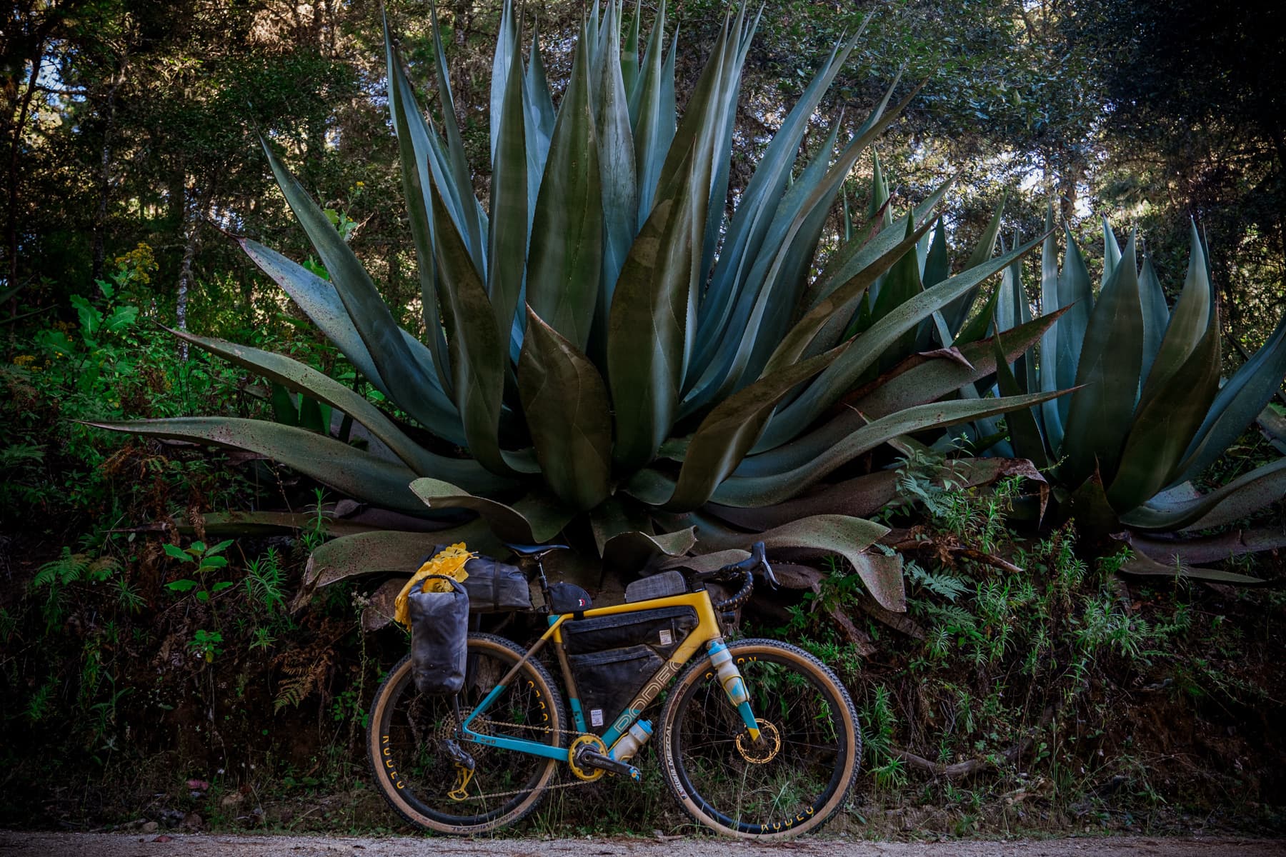 aloe