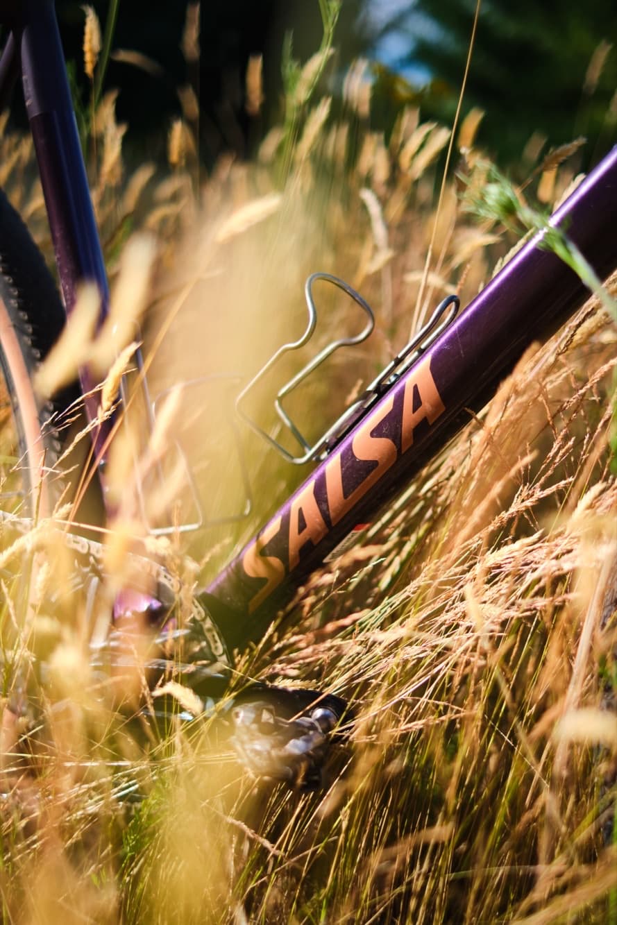 Salsa lettering catching the light through tall dry grass
