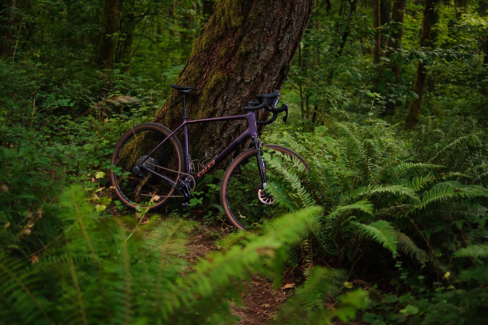 Leaned against an old growth trunk deep in a fern understory