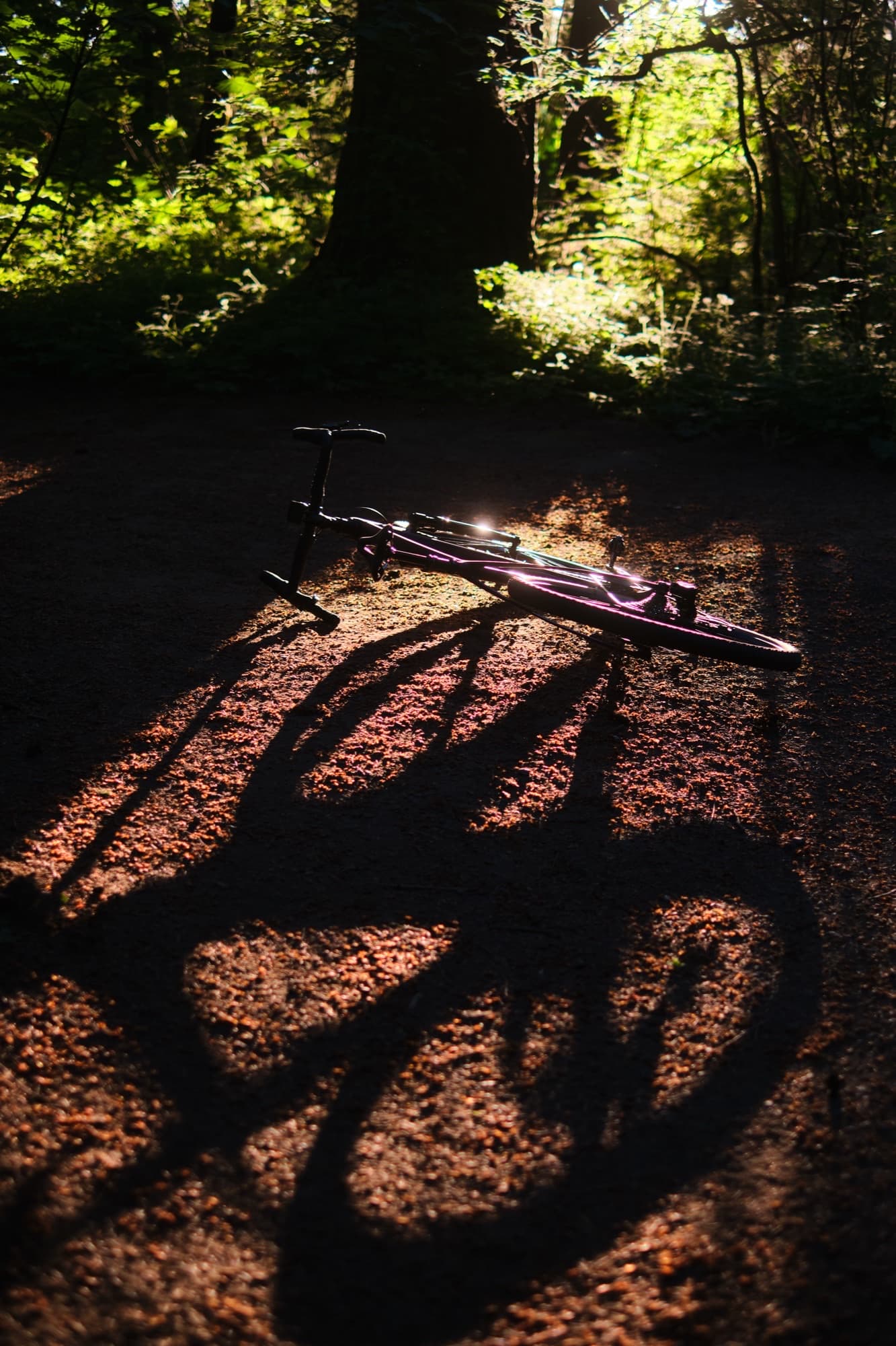 Backlit on the ground, glowing purple in a shaft of evening light