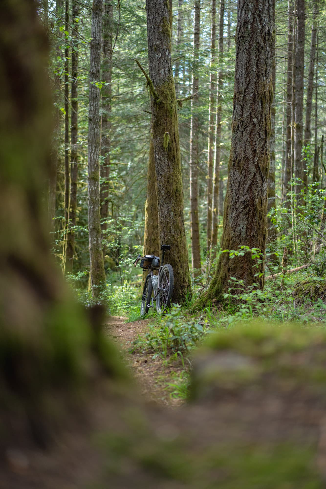 Barrys Neuhaus in the trees.