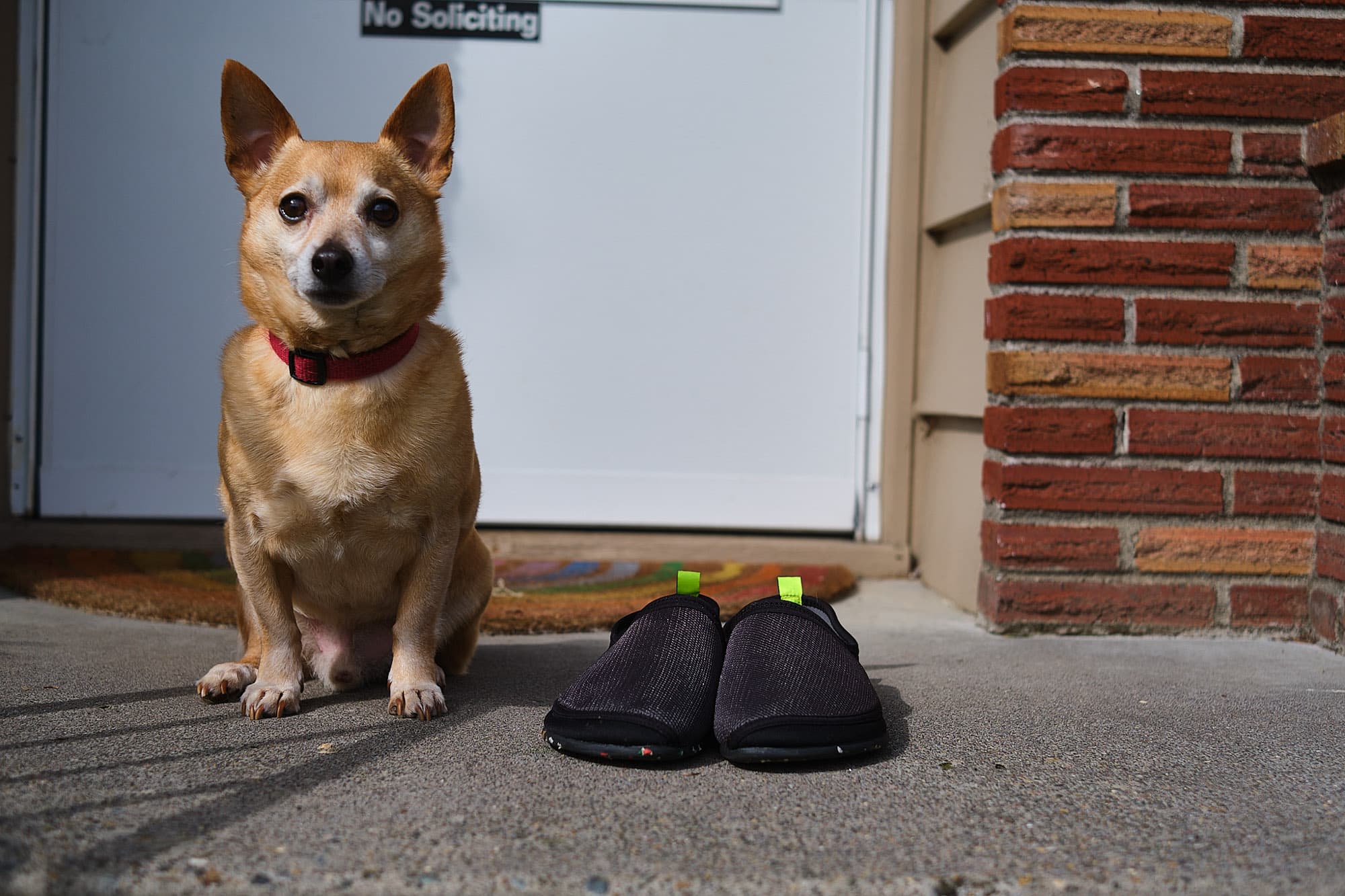 Paco and his new Bert shoes.