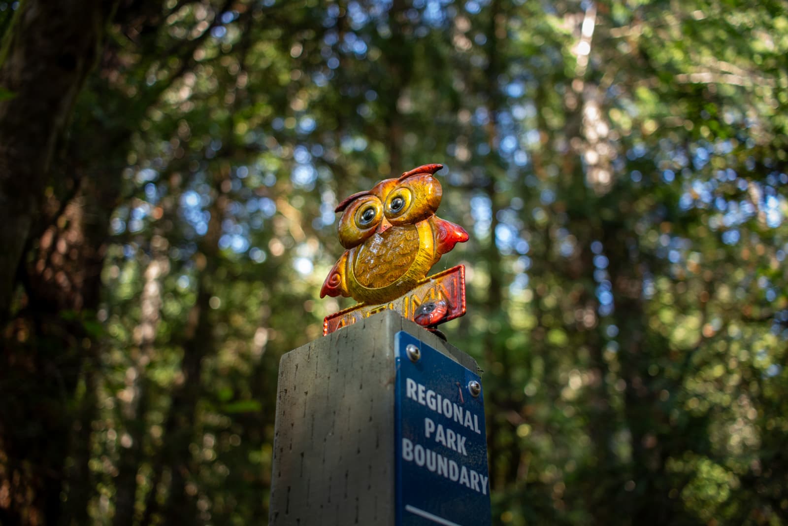hoot!