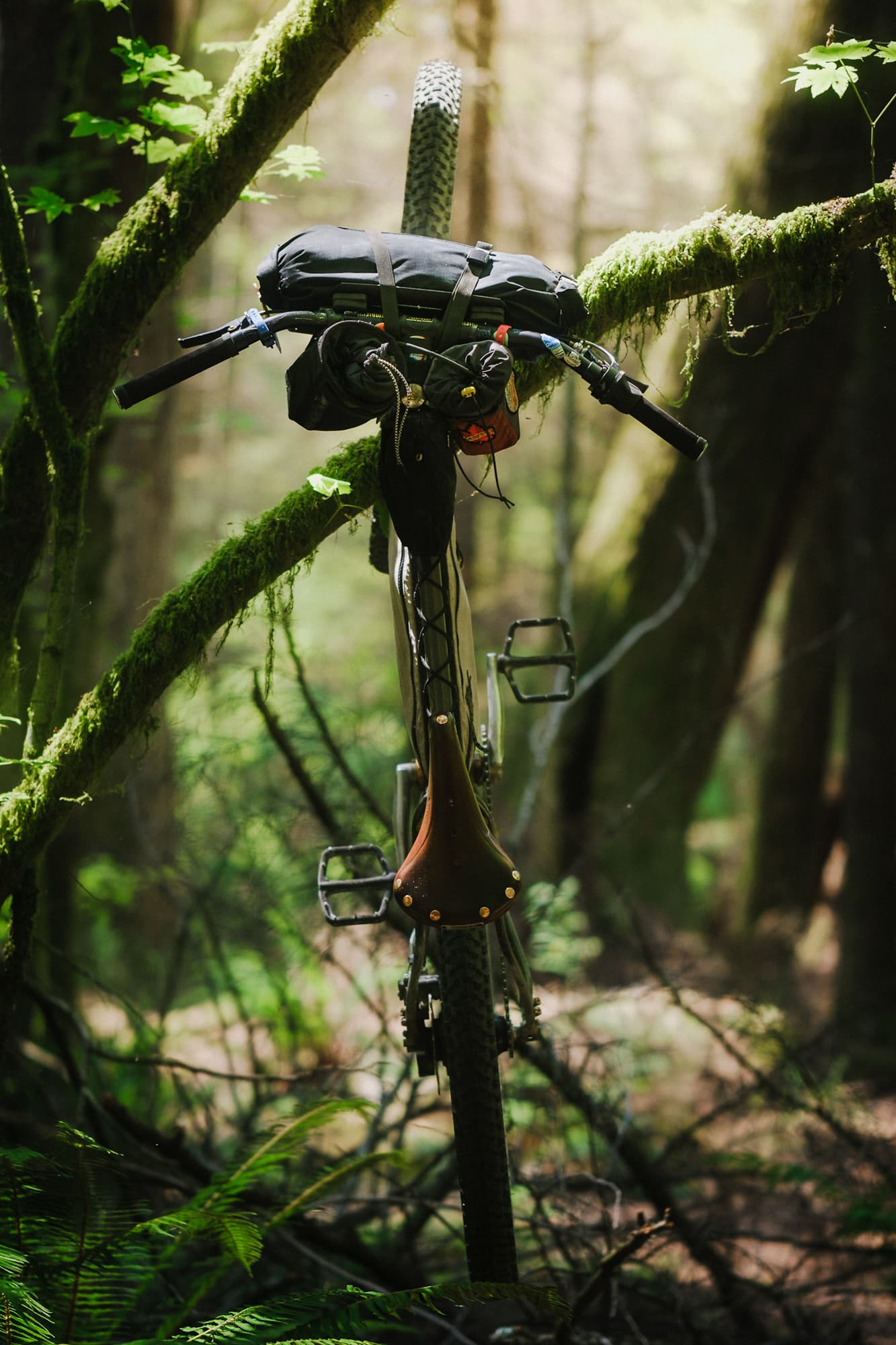 bike in tree