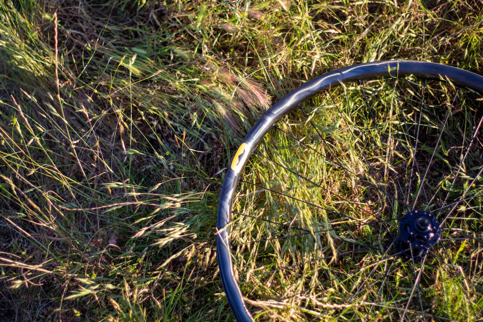 tr37 in grass