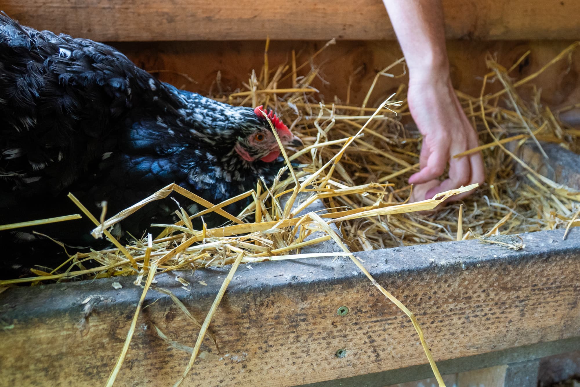 A hen checks out Barrys hand.