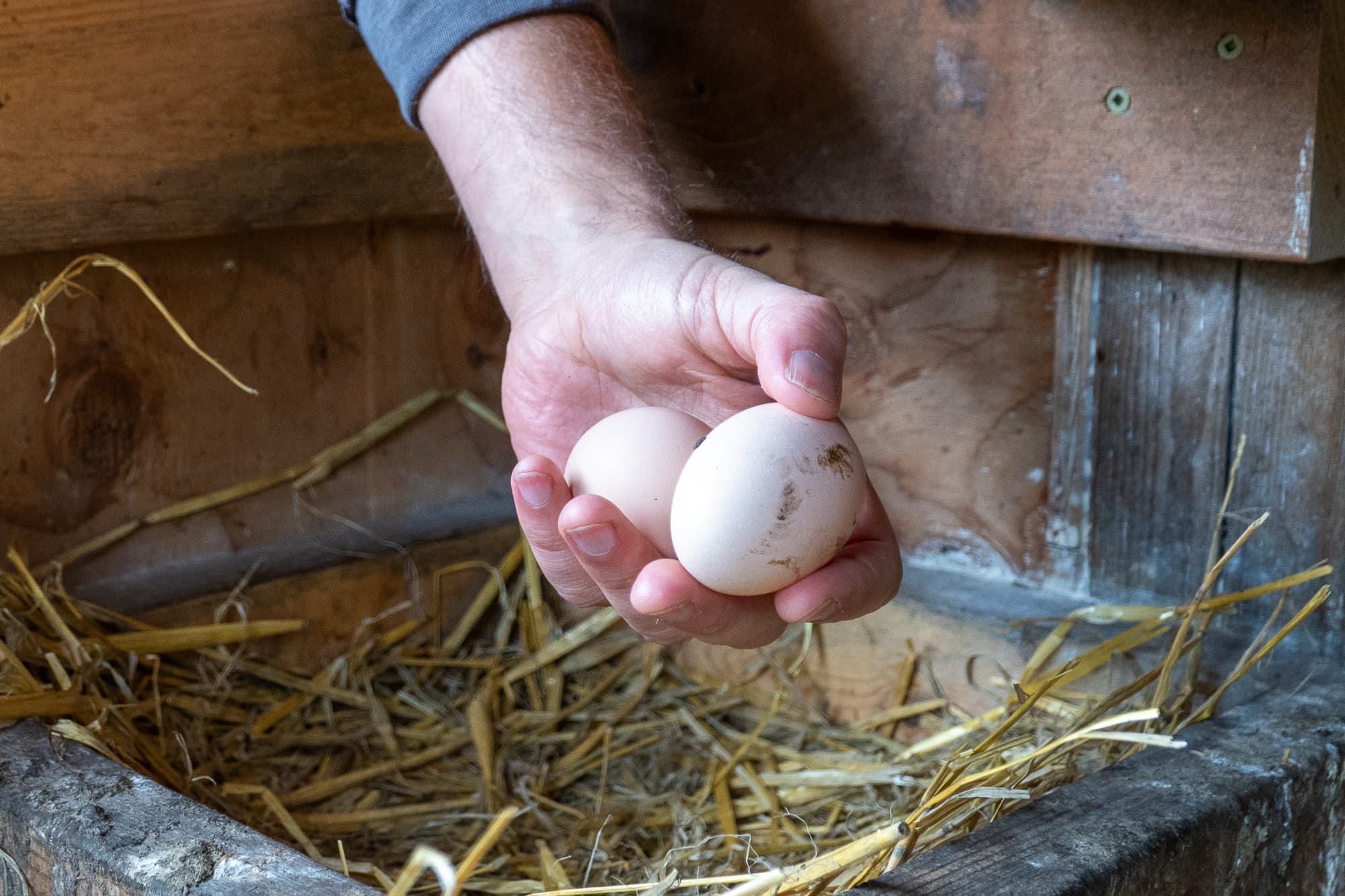 Barry takes two eggs for the trip.