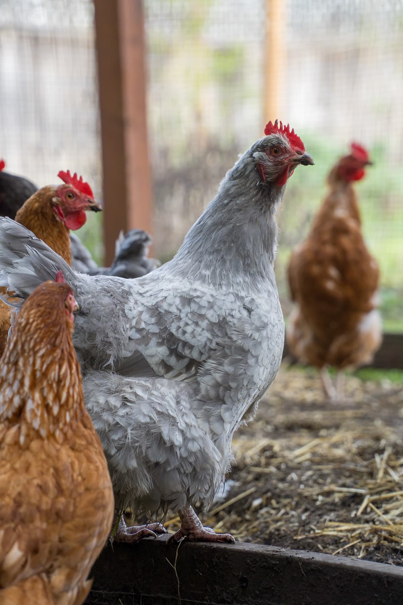 Some chickens watch us closely.