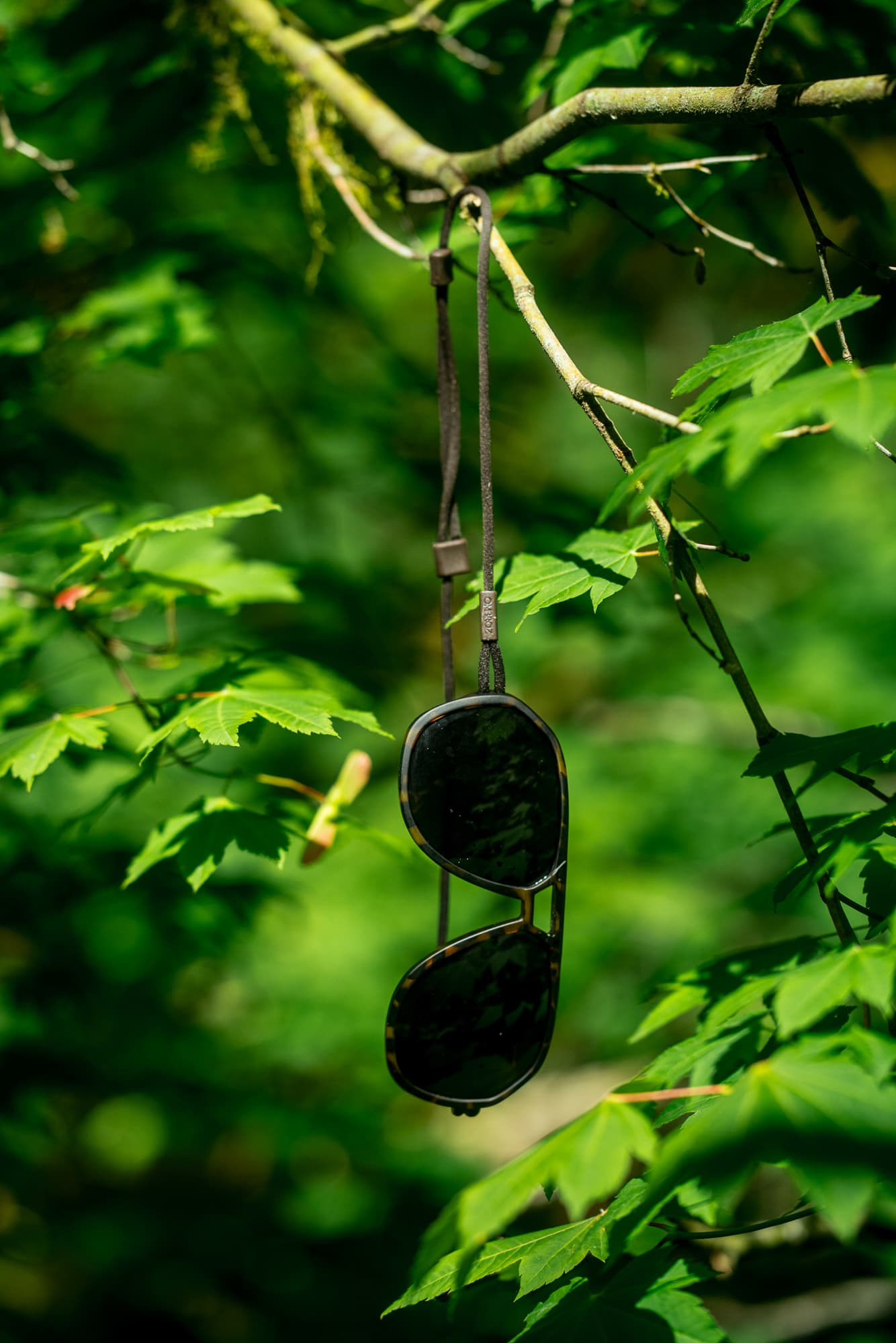 hanging in tree