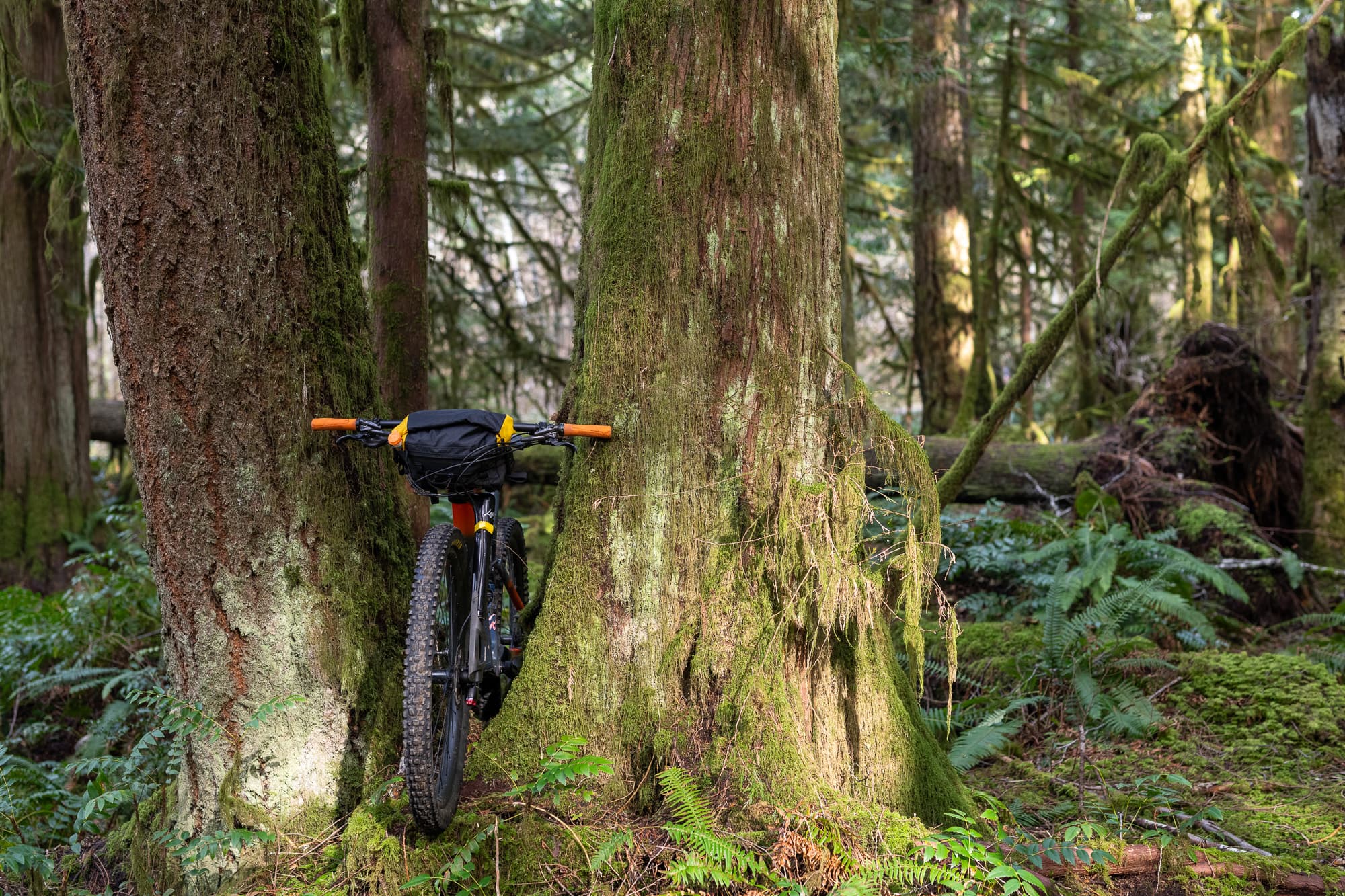 A Cannondale between two trees.