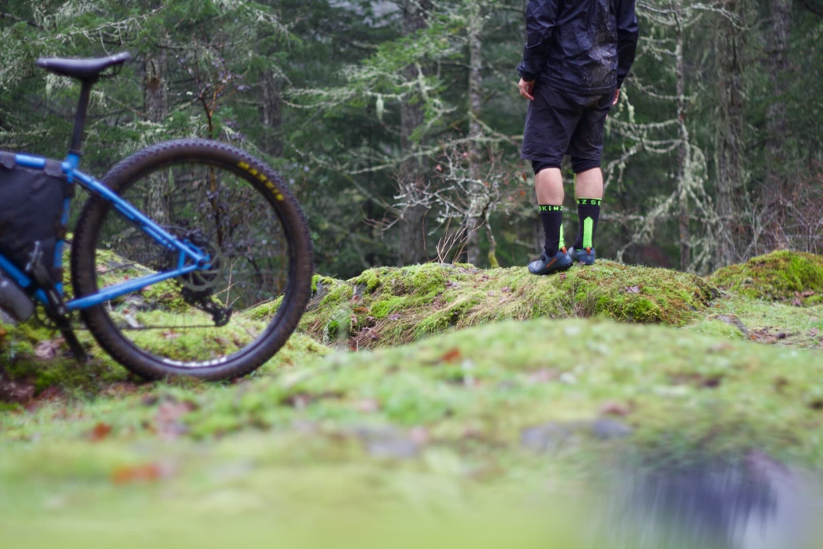 in the moss