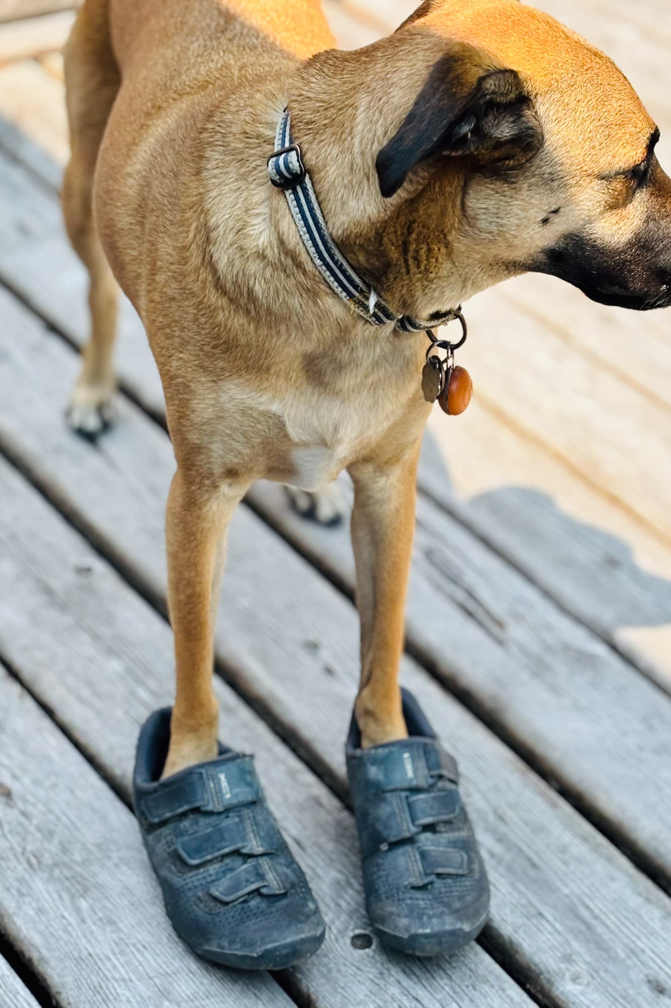 A dog wearing Shimano SH-XC100.