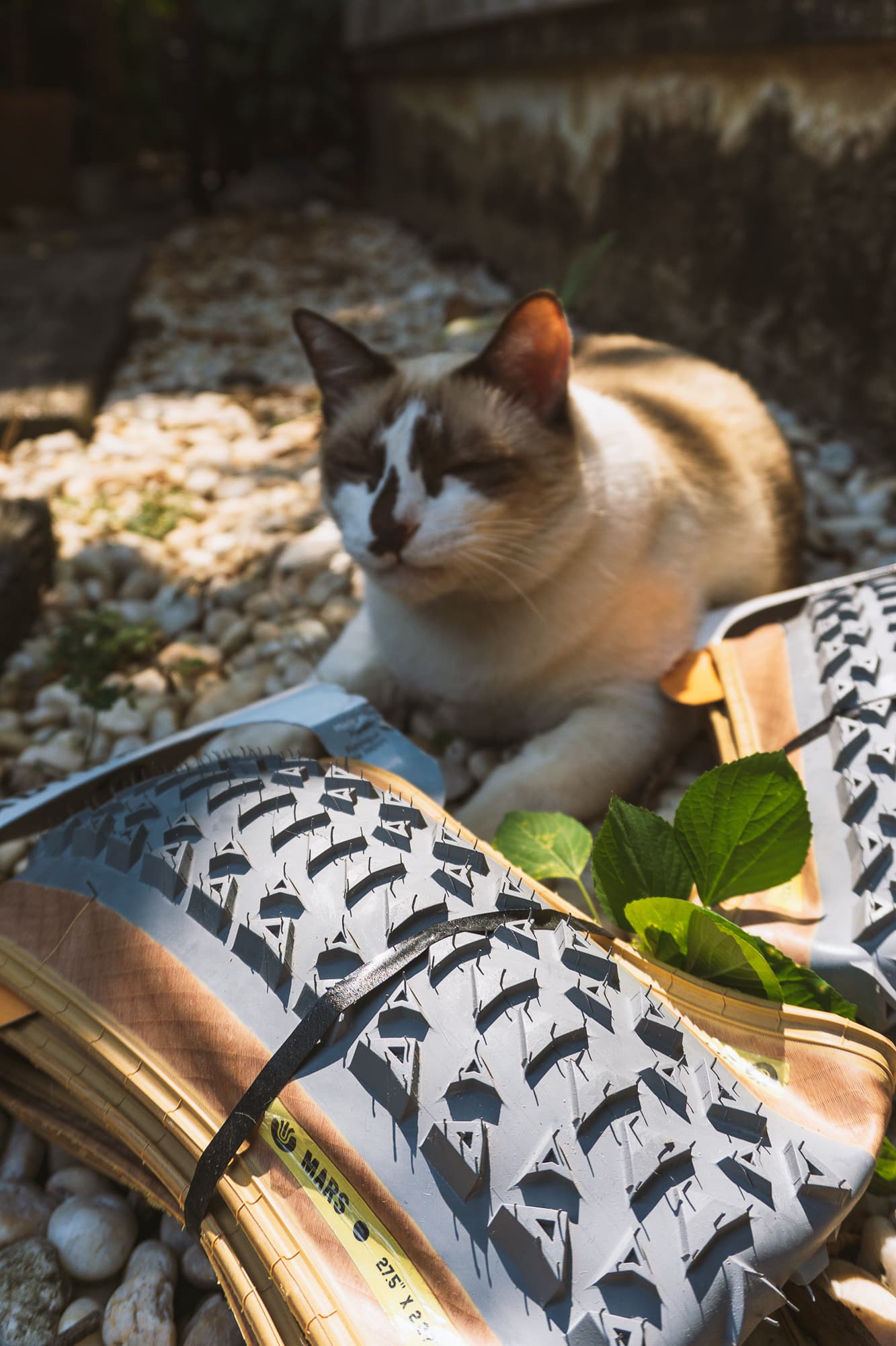 cat and tires