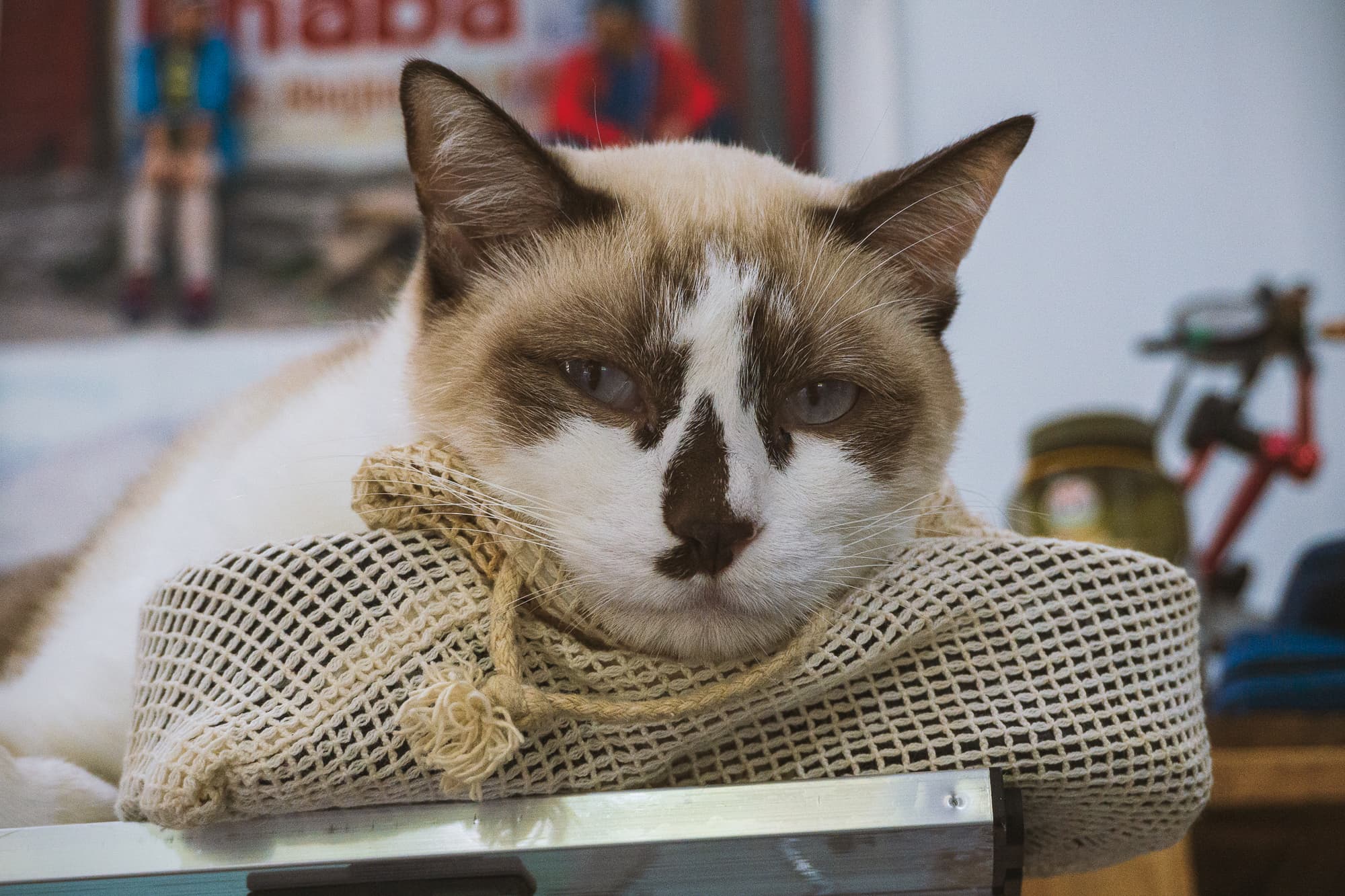 cat on bag