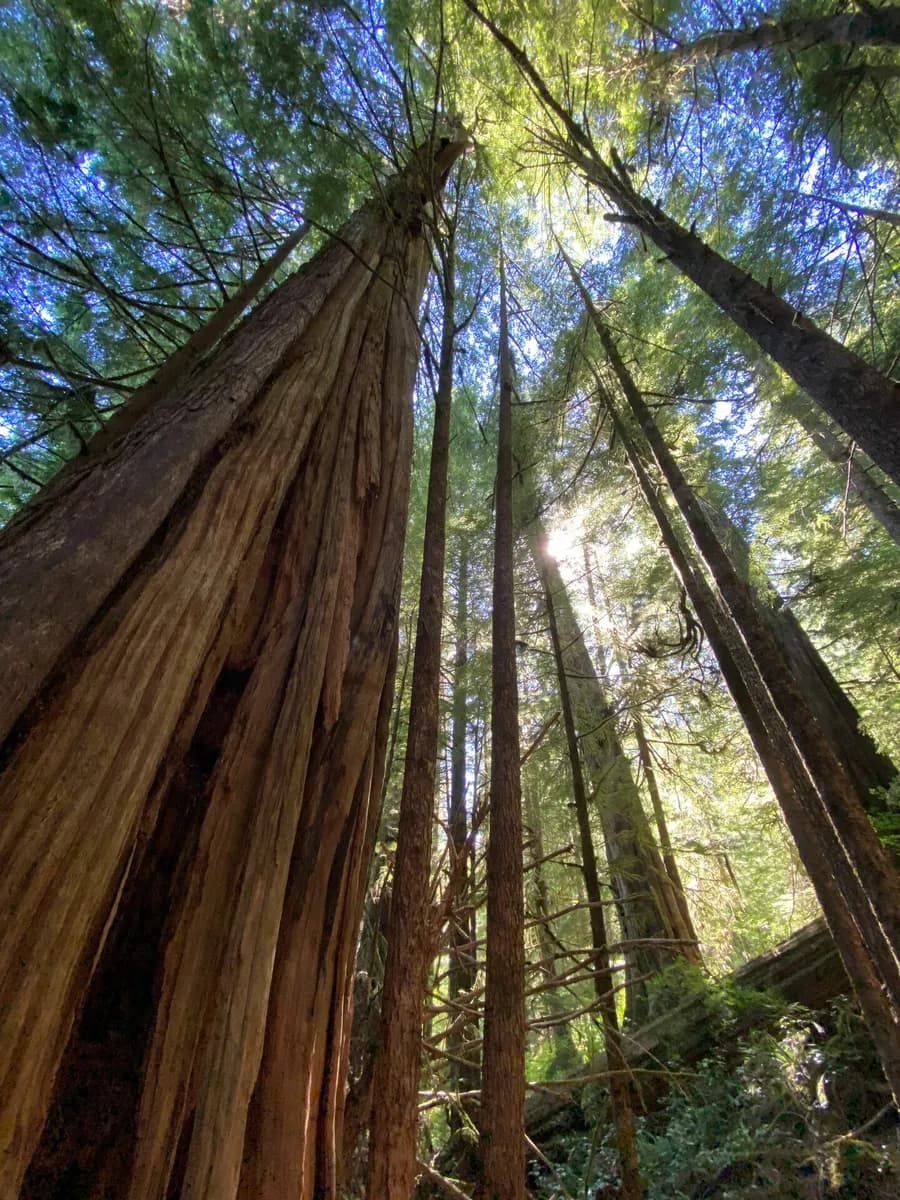 Looking up through towering old-growth trees