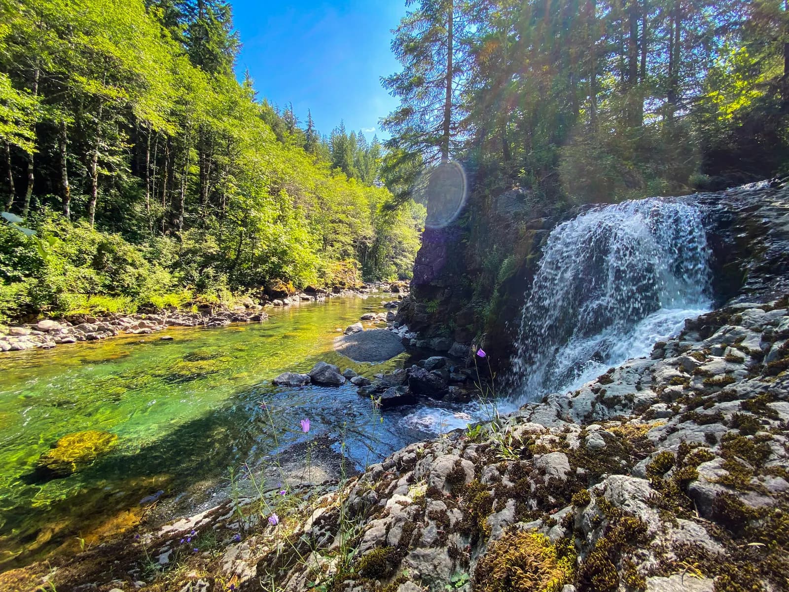 A waterfall into an emerald pool in the old-growth