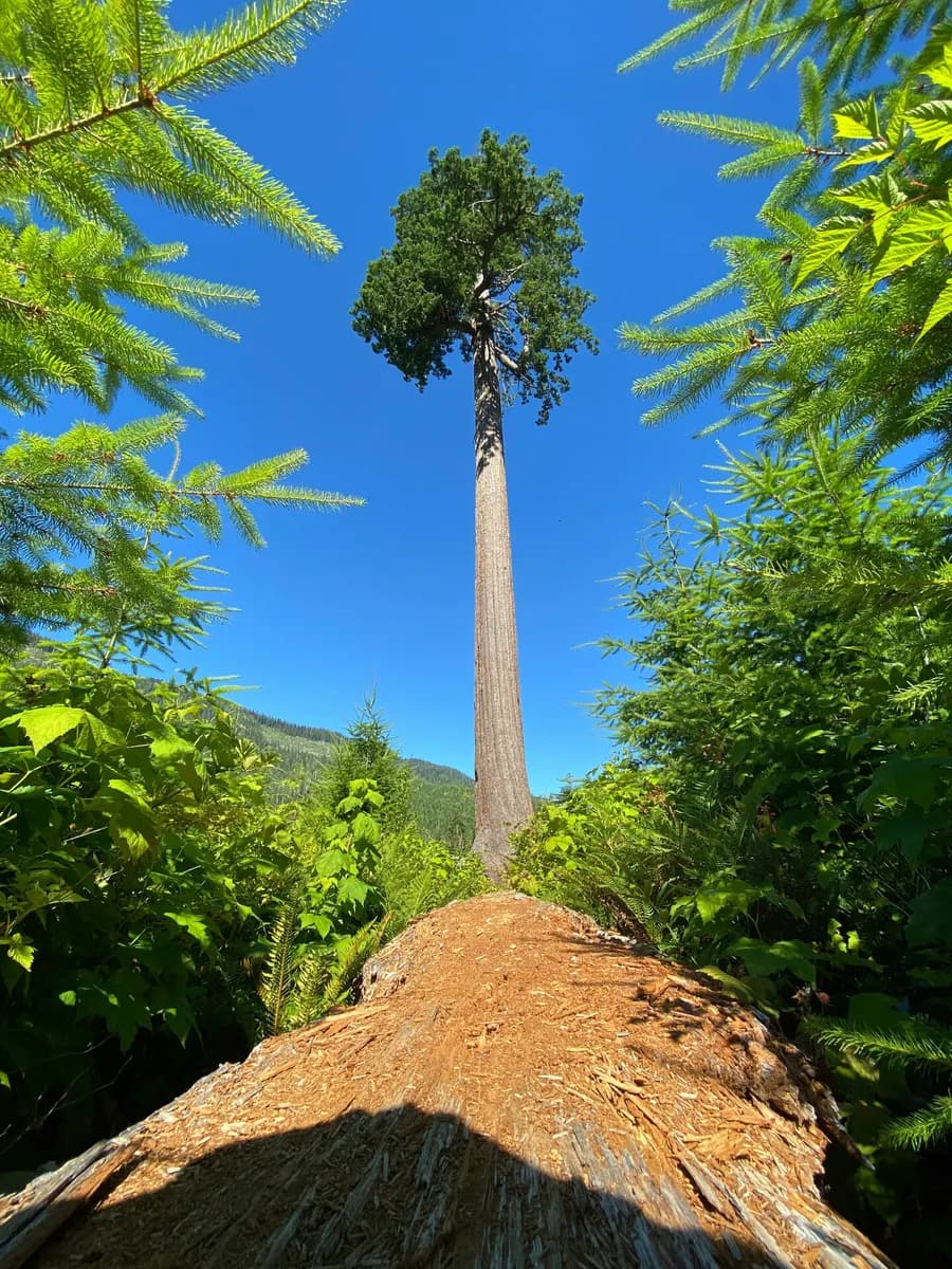 Lonely Doug, a giant Douglas fir standing alone