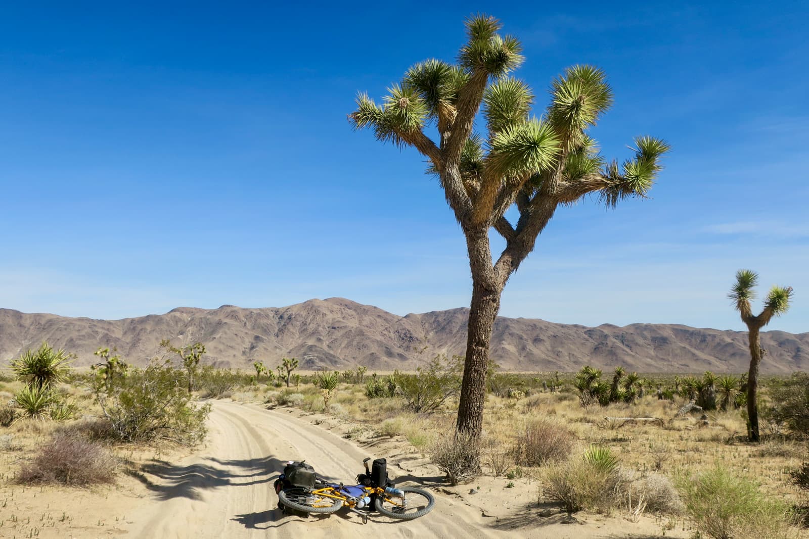 bike at joshua tree