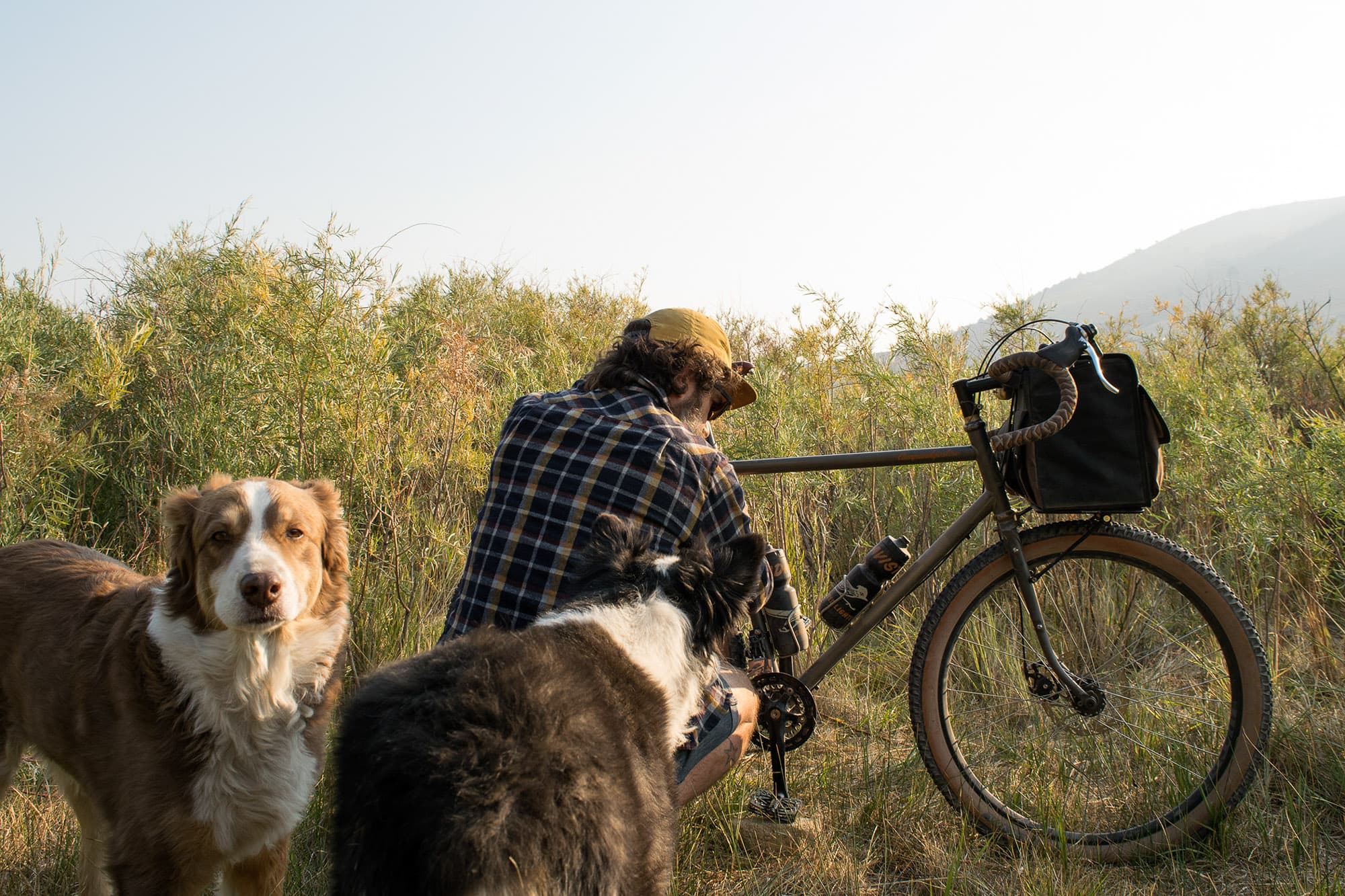 casey and dogs