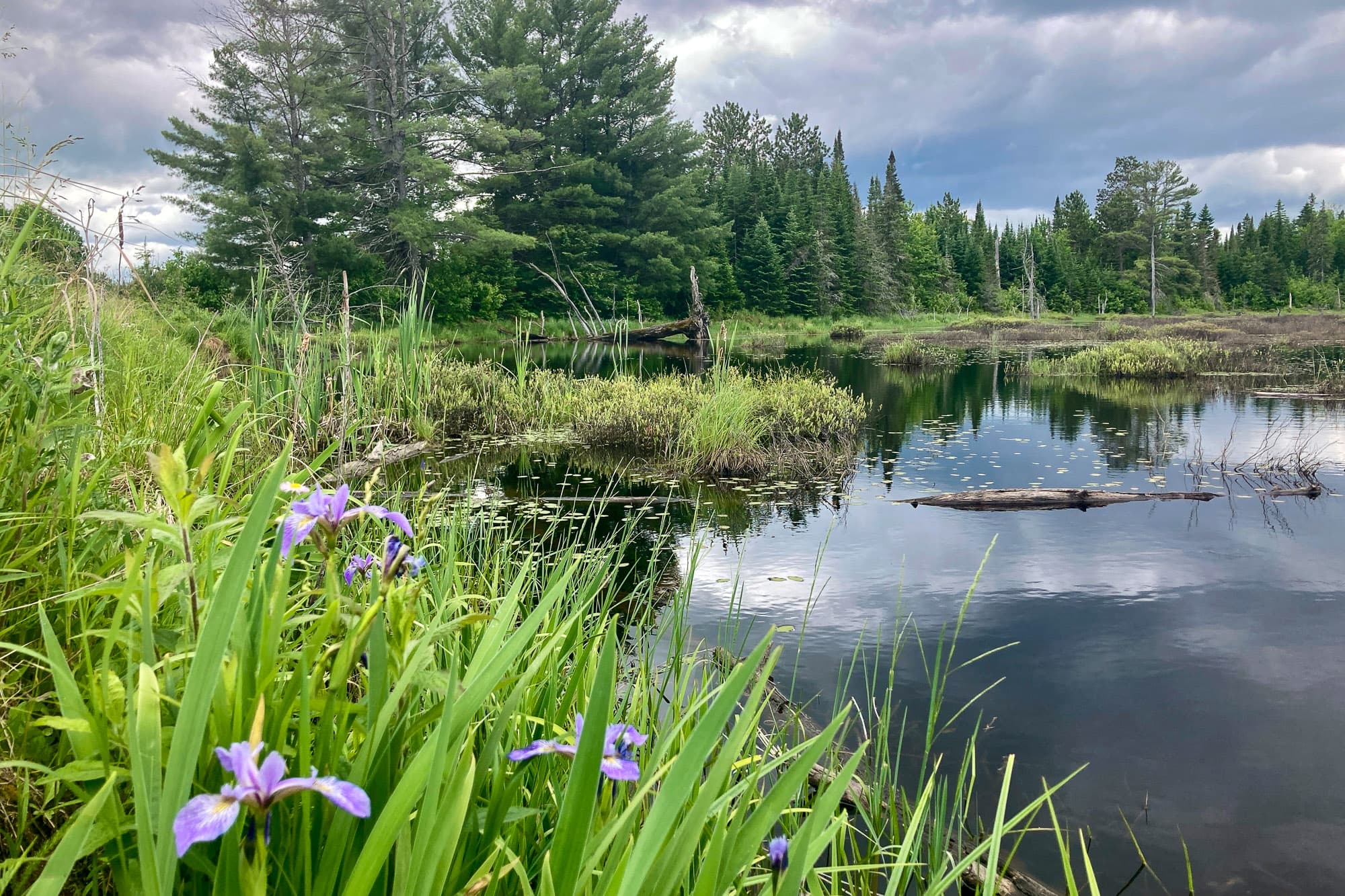 A pond in nature.