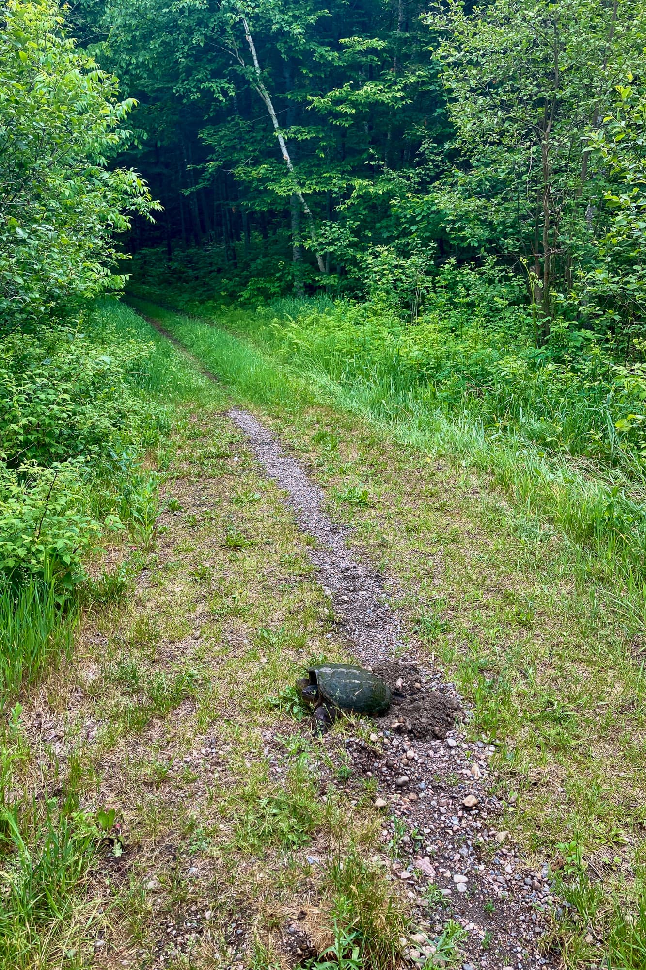 Woah, a turtle in the track.