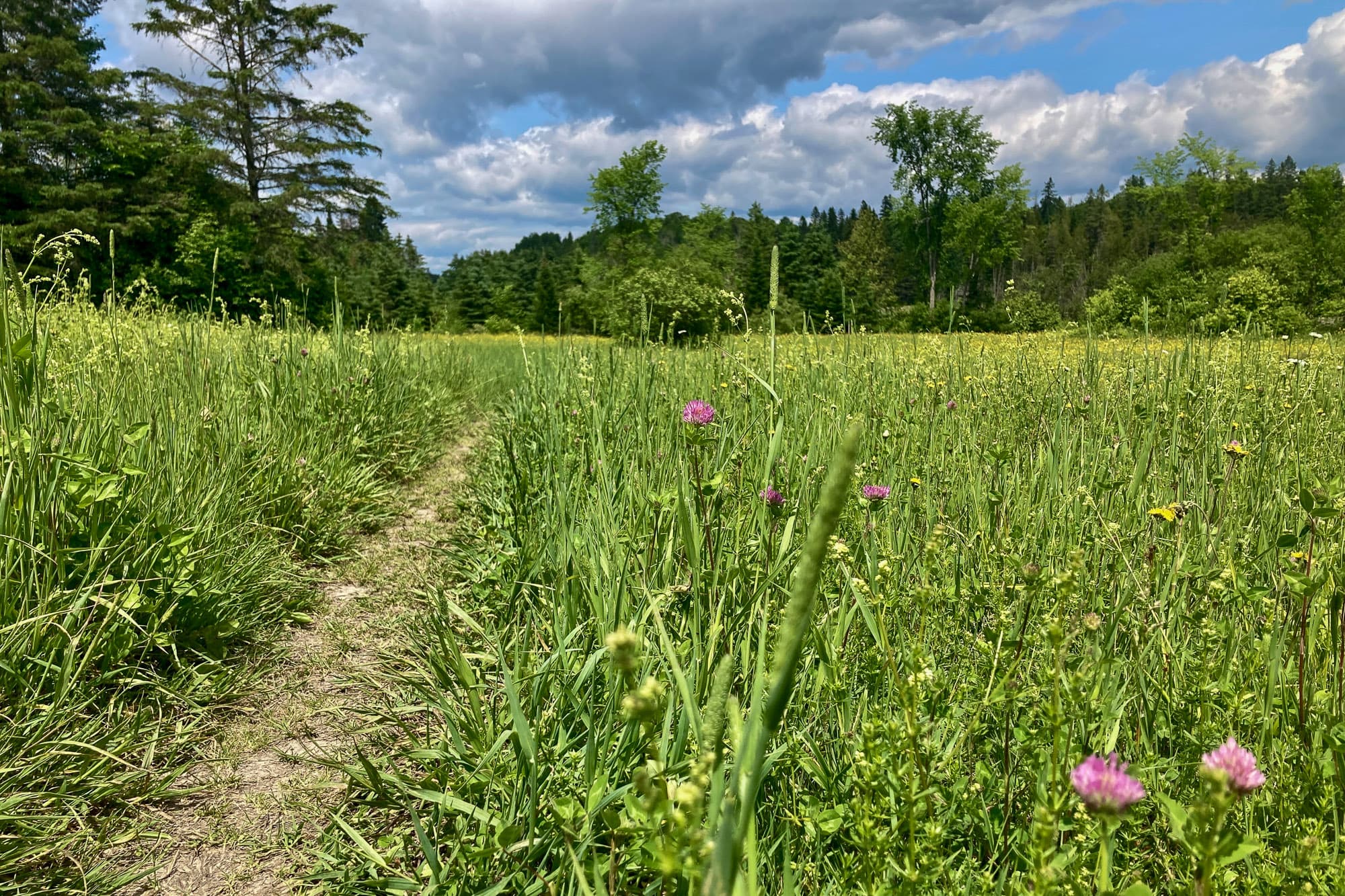 A singletrack section of the Candian Shield 400.