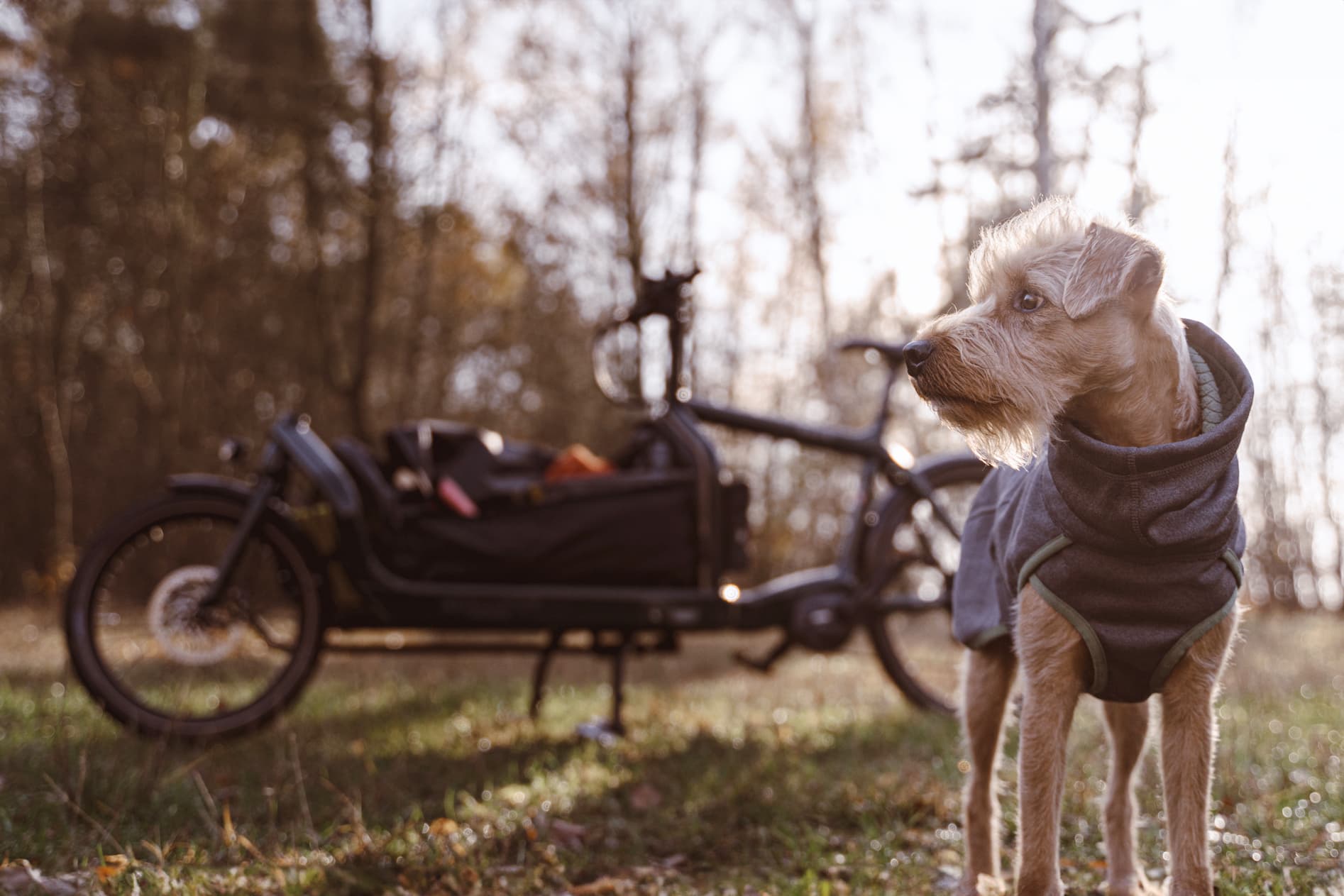 Doggo is ready to ride.