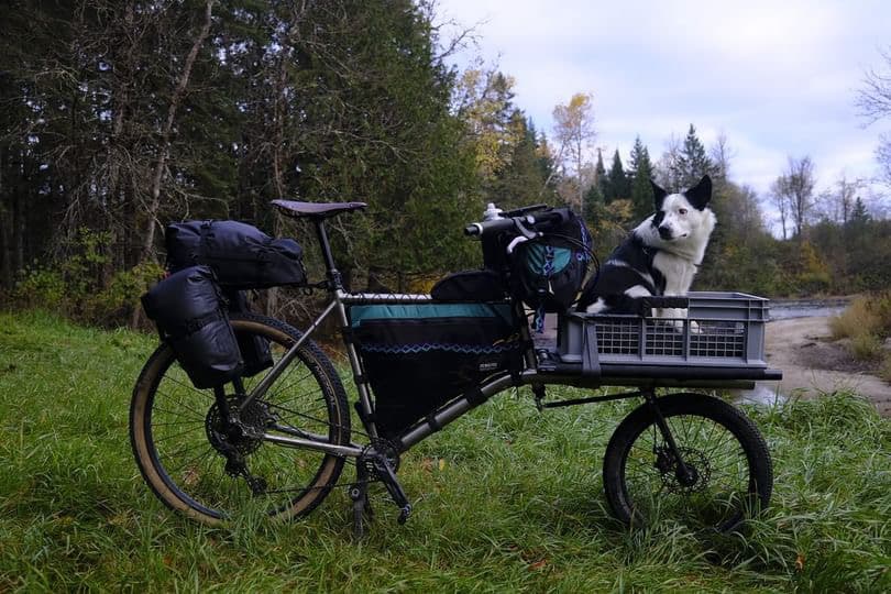 Basquait ready for a ride.