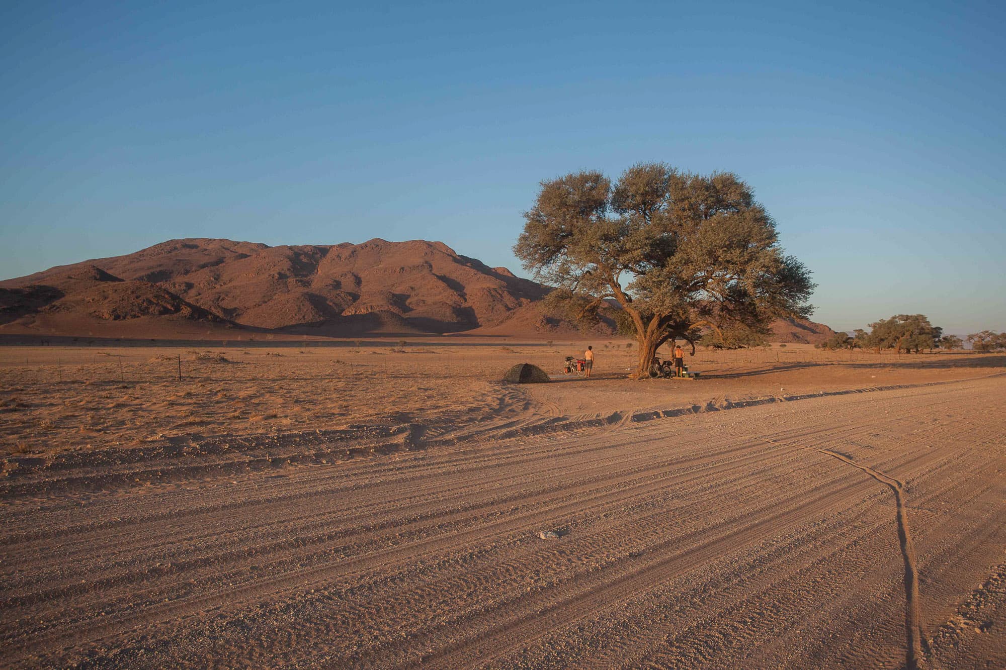 A lone tree on a red desert plain with dunes behind at dusk.