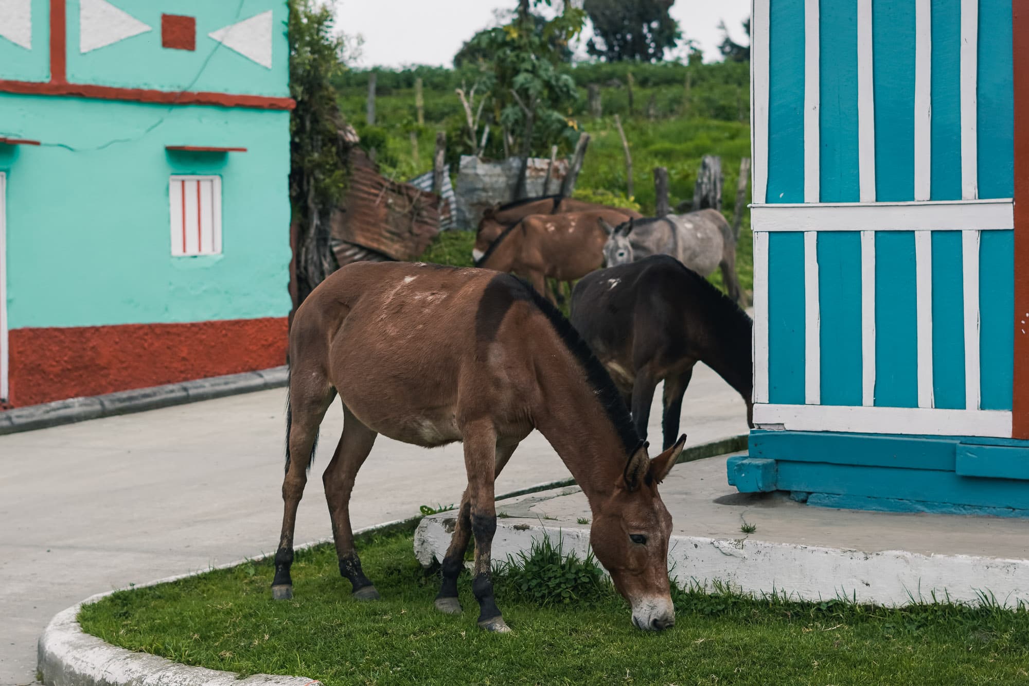 donkeys