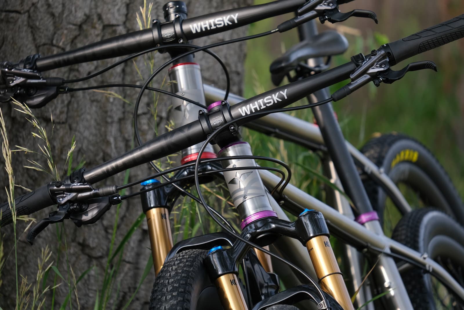 corvid bikes against tree
