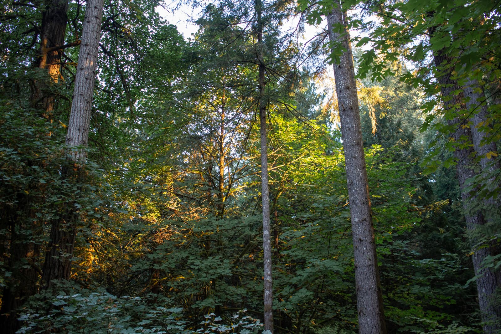sun on trees