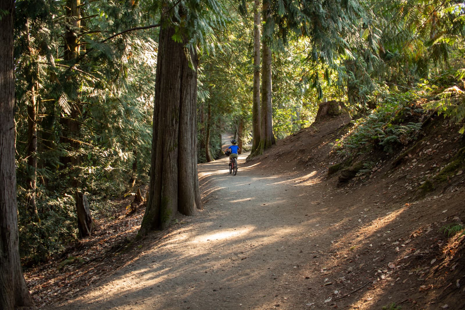 through the trees