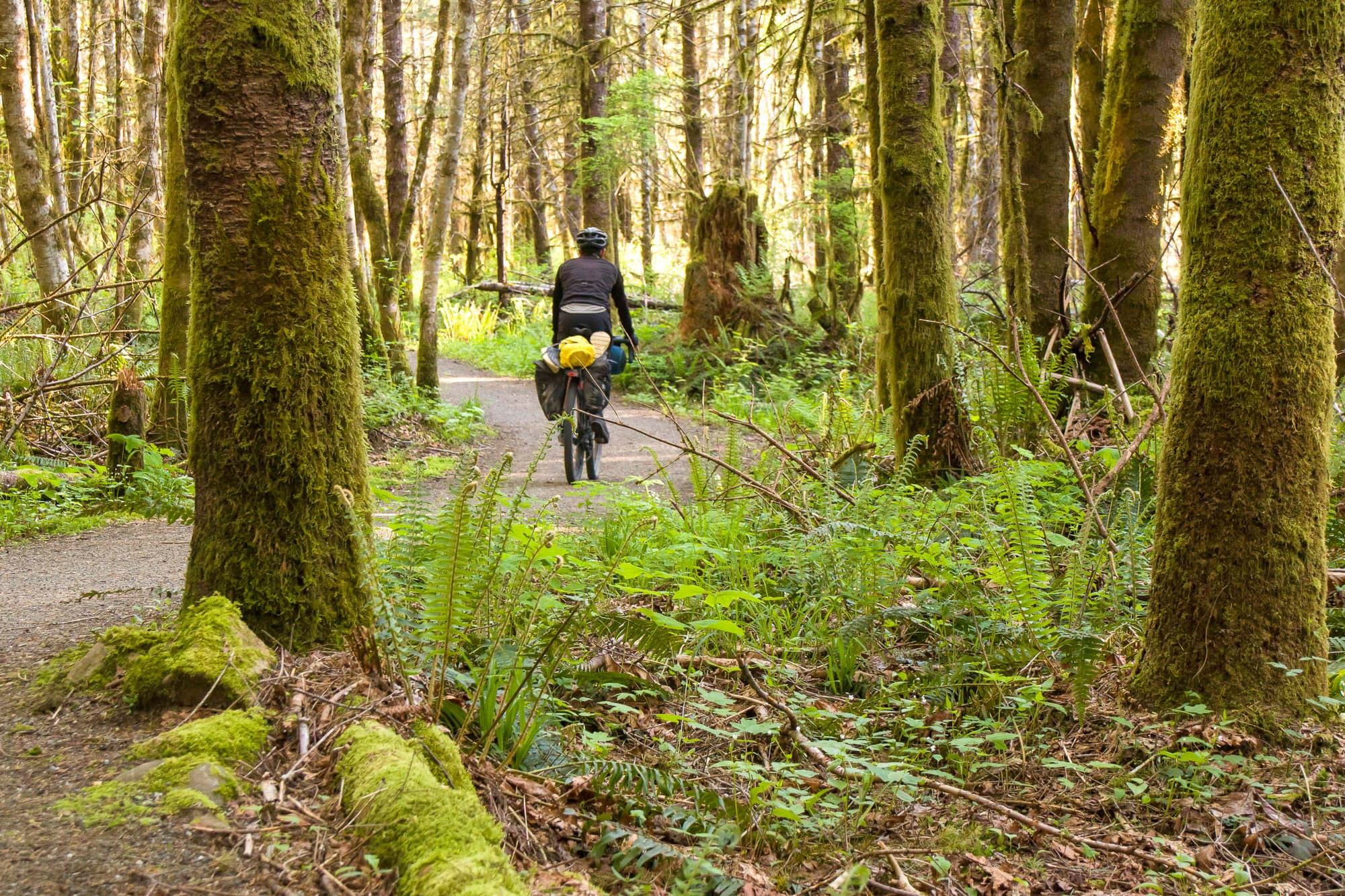 In the trees and moss on Vancouver Island.