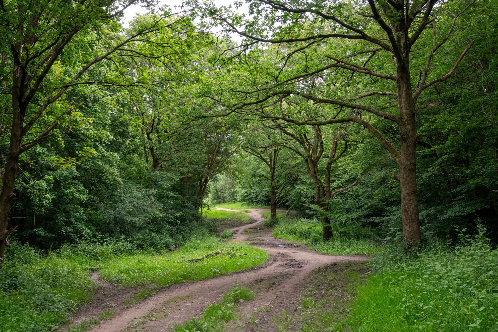 A dirt road in Epping Forest.