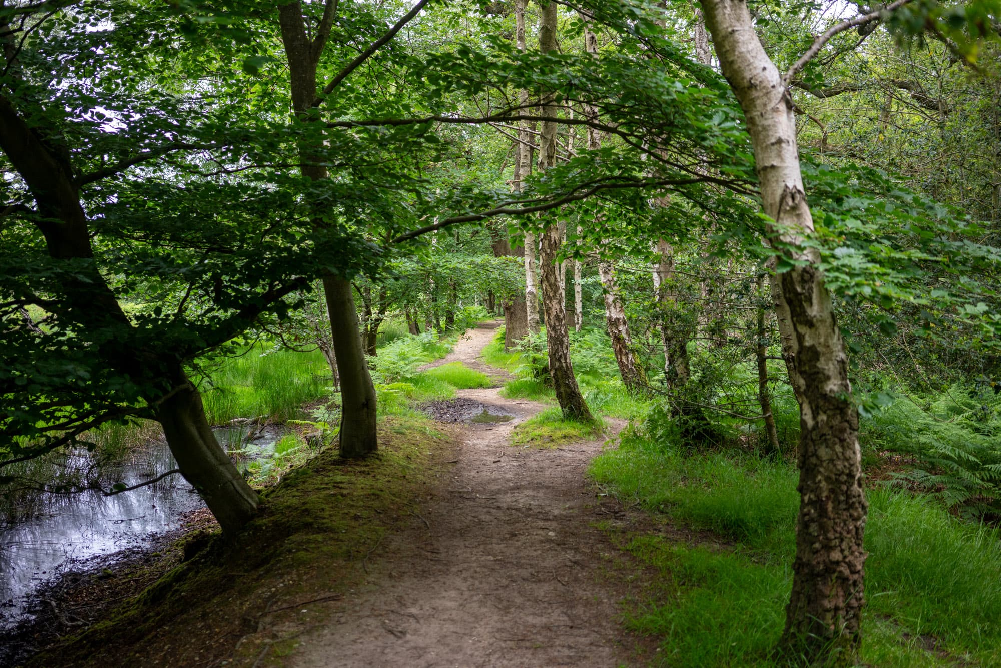 Another rough track.