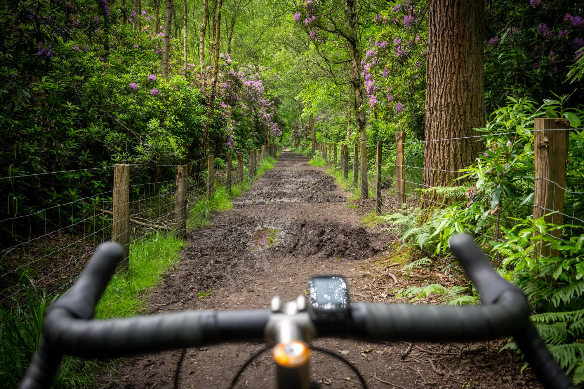 Some mud north of Epping Forest.