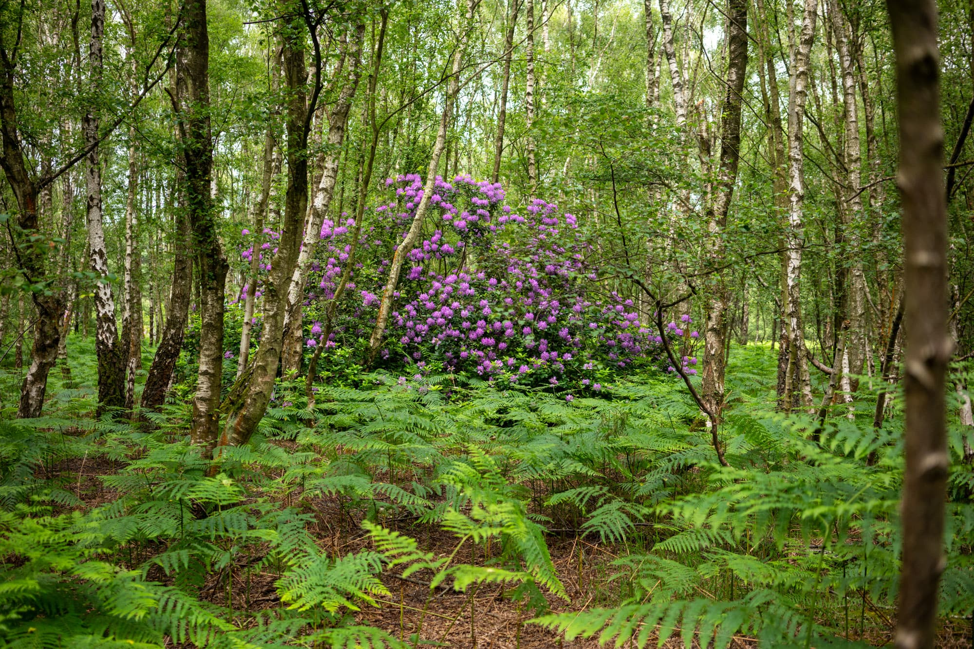 A huge flower bush.