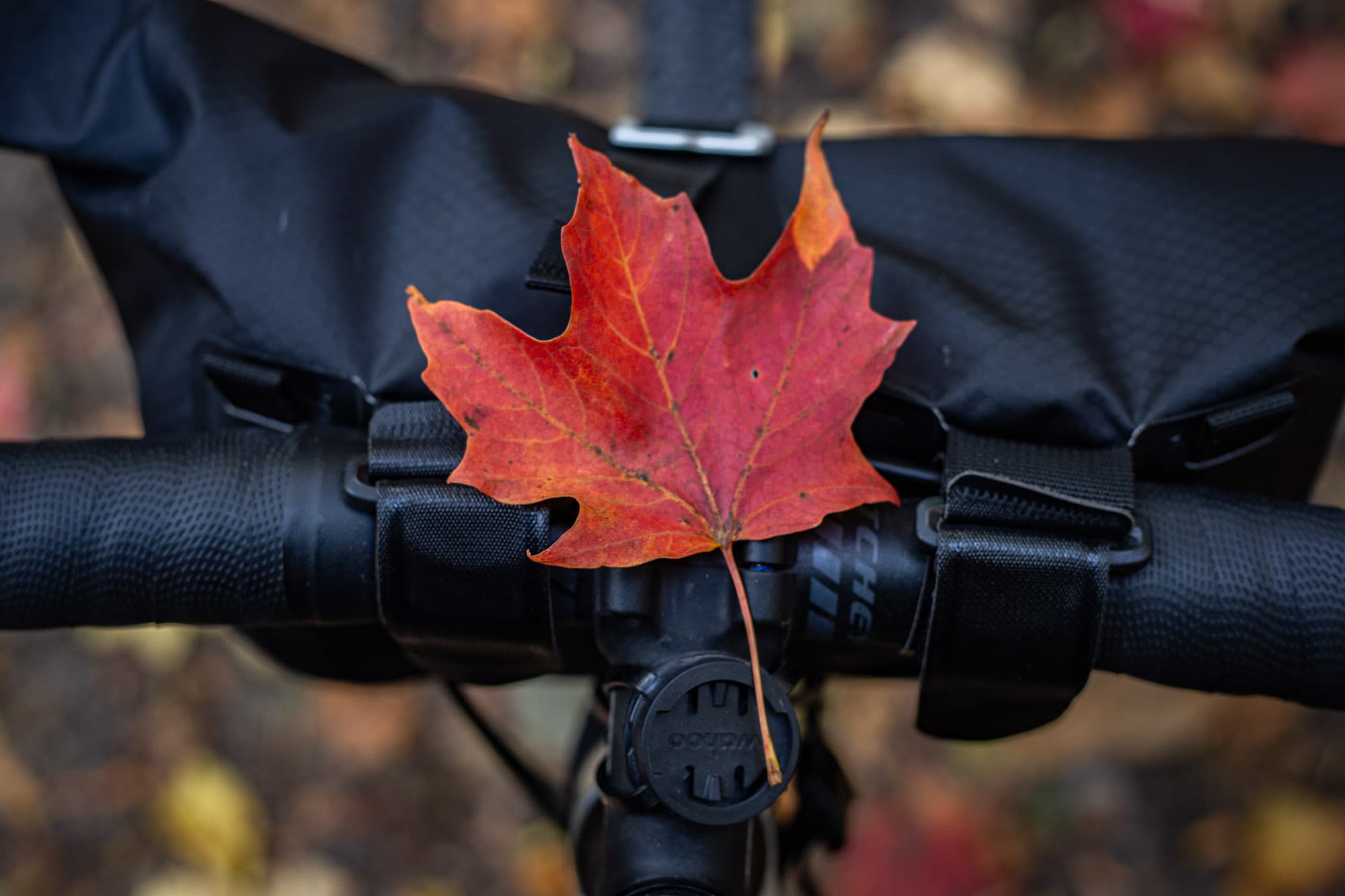 canadian maple leaf