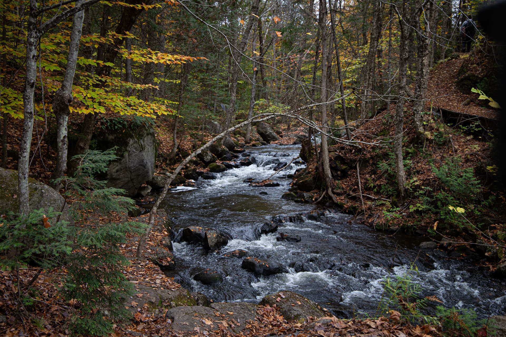 The Aerobic Corridor: Escape to the Woods