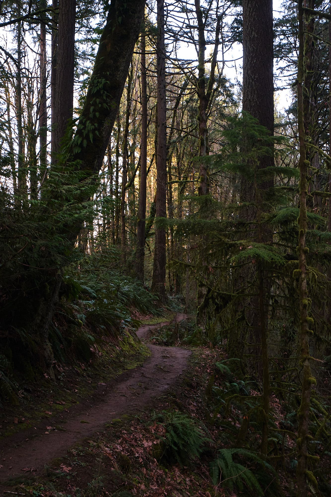 A portland track ready to rip.