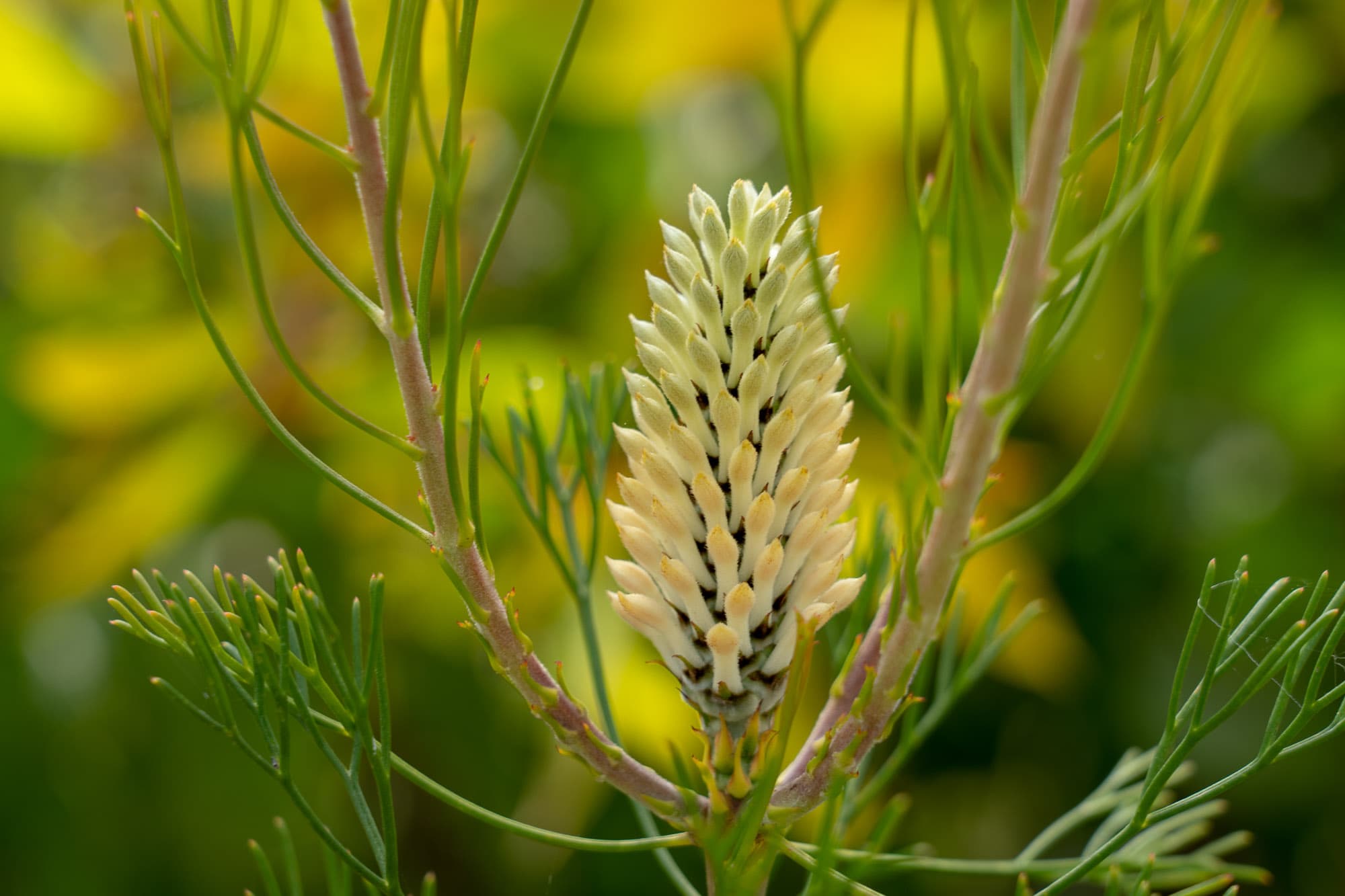 A banksia plant seed.