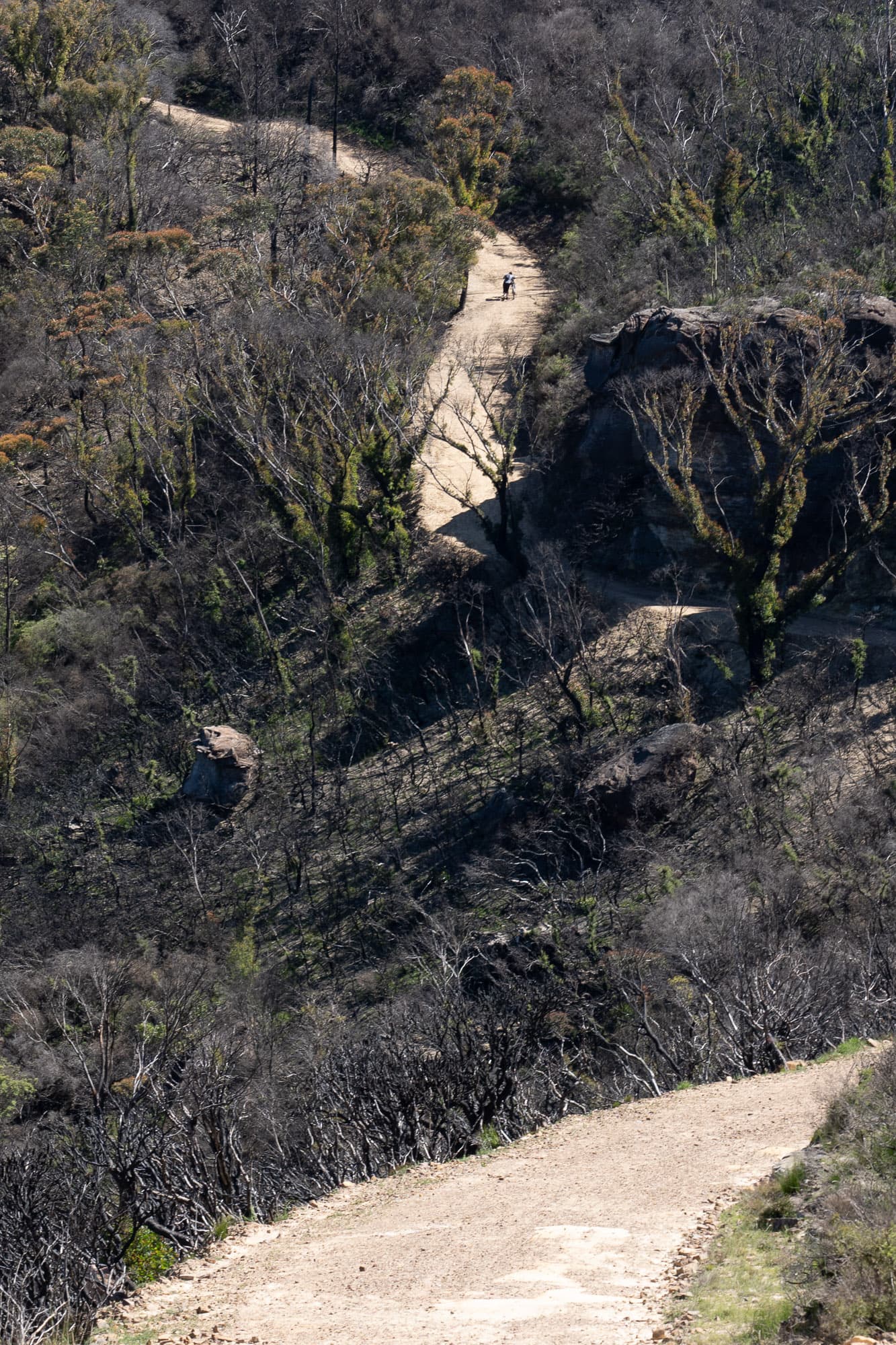 A riders climbs the hills on the Narrow Neck.