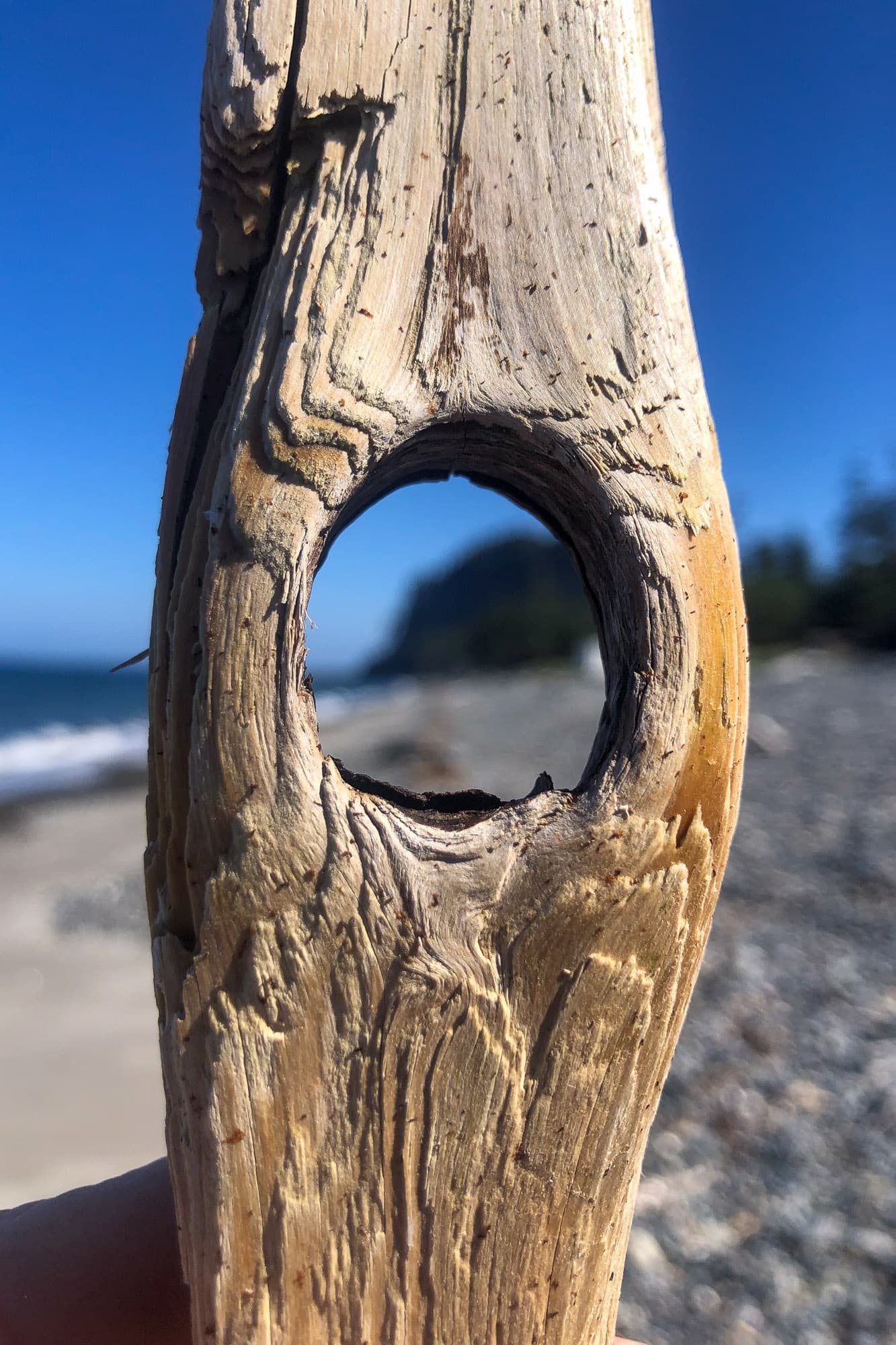 A view through the drift wood.