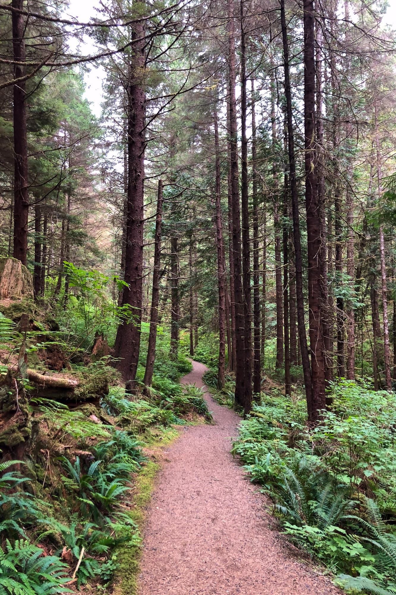 A singletrack route on Haida Gwaii.