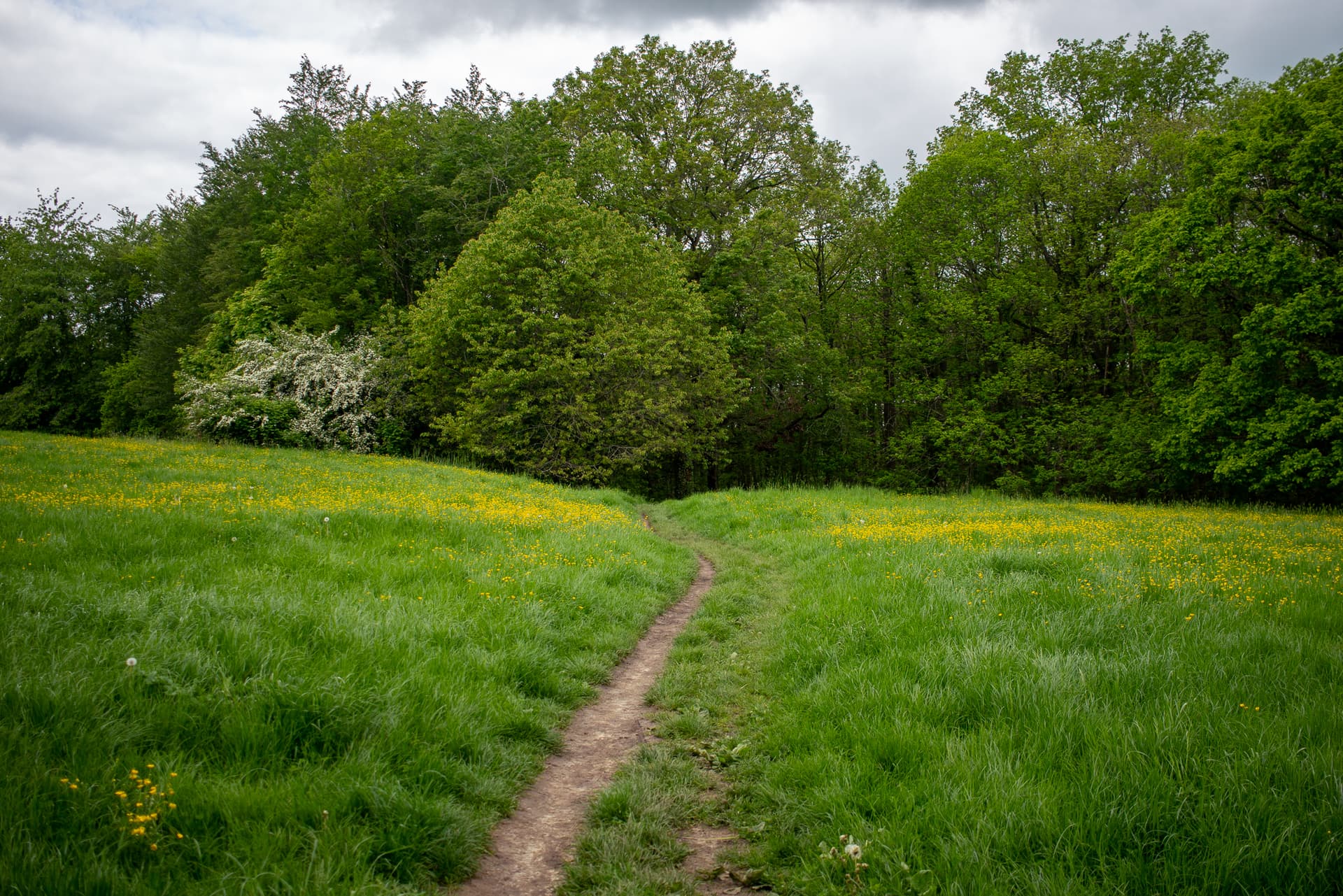 Meudon Forest: All Terrain