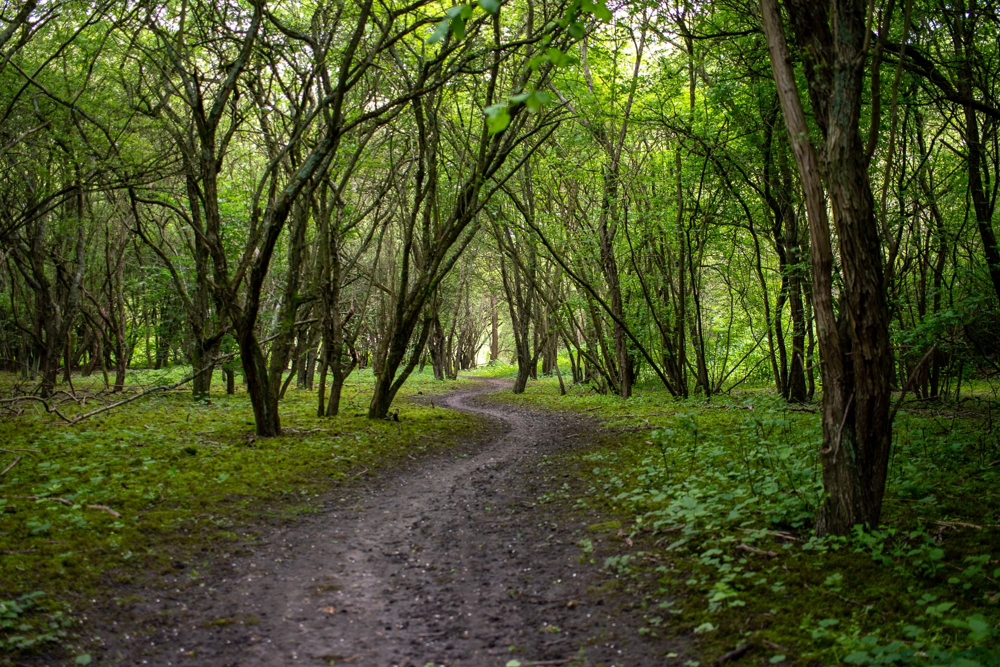 muddy path