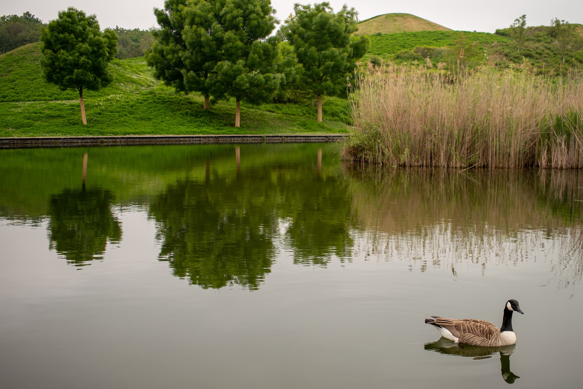pond
